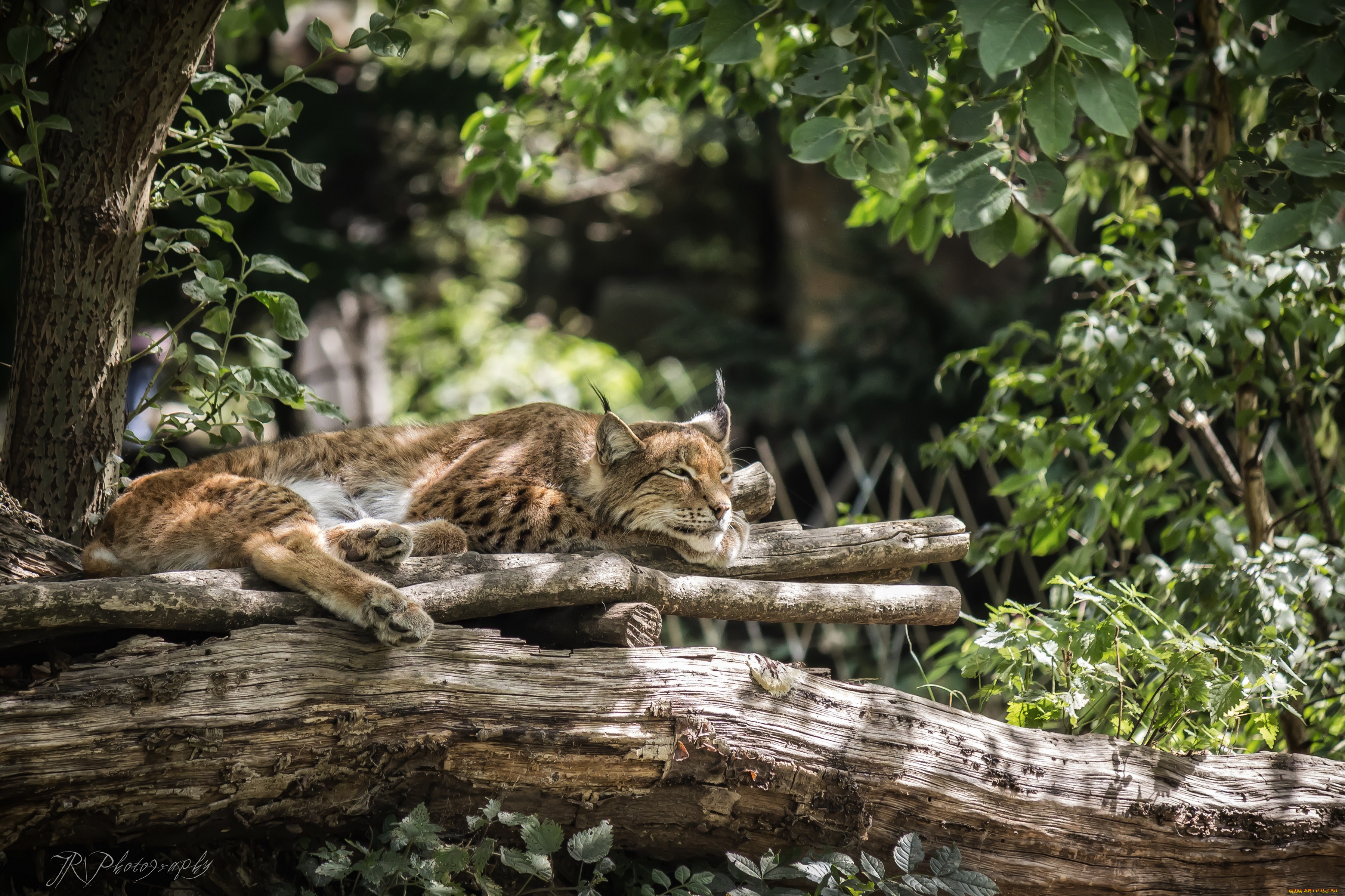 животные, рыси, отдых, сон, рысь