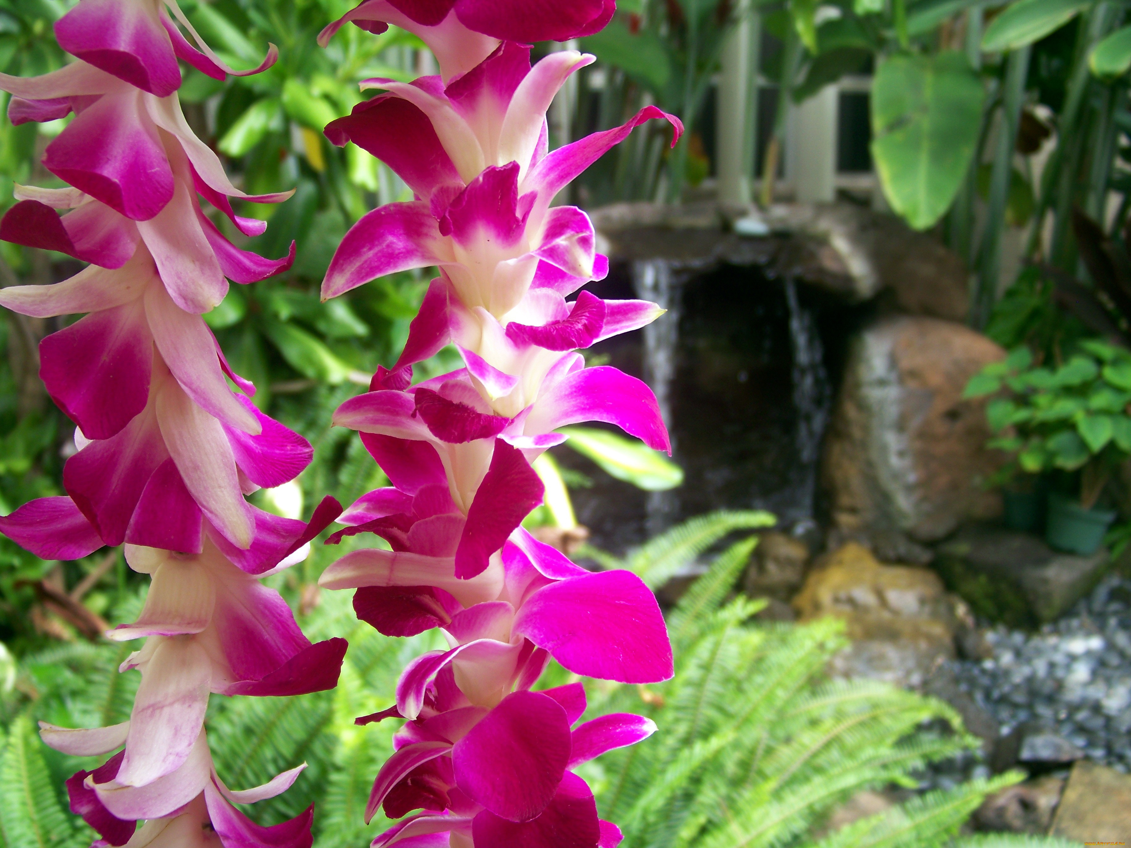 цветы, орхидеи, экзотика