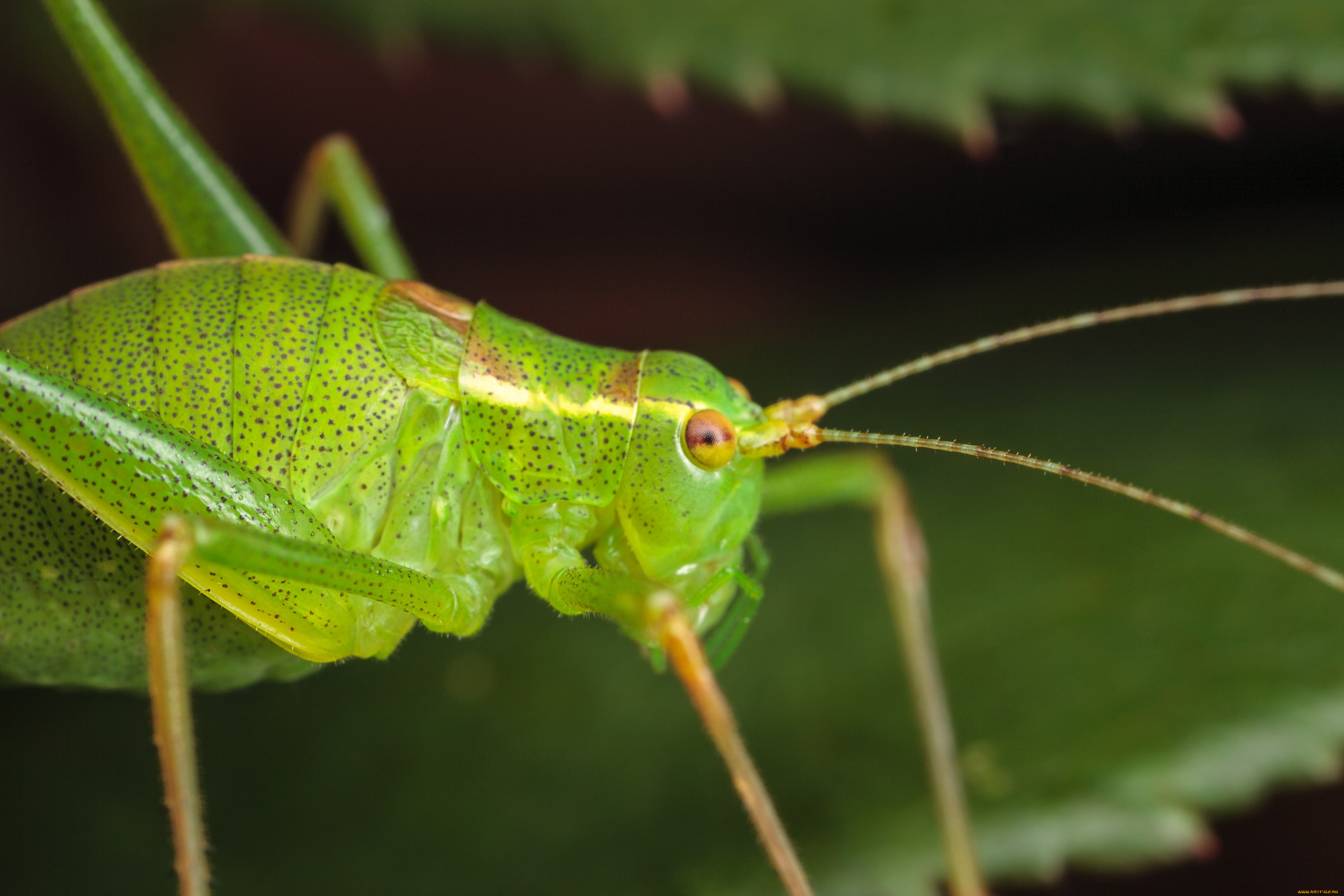 животные, кузнечики, саранча, макро