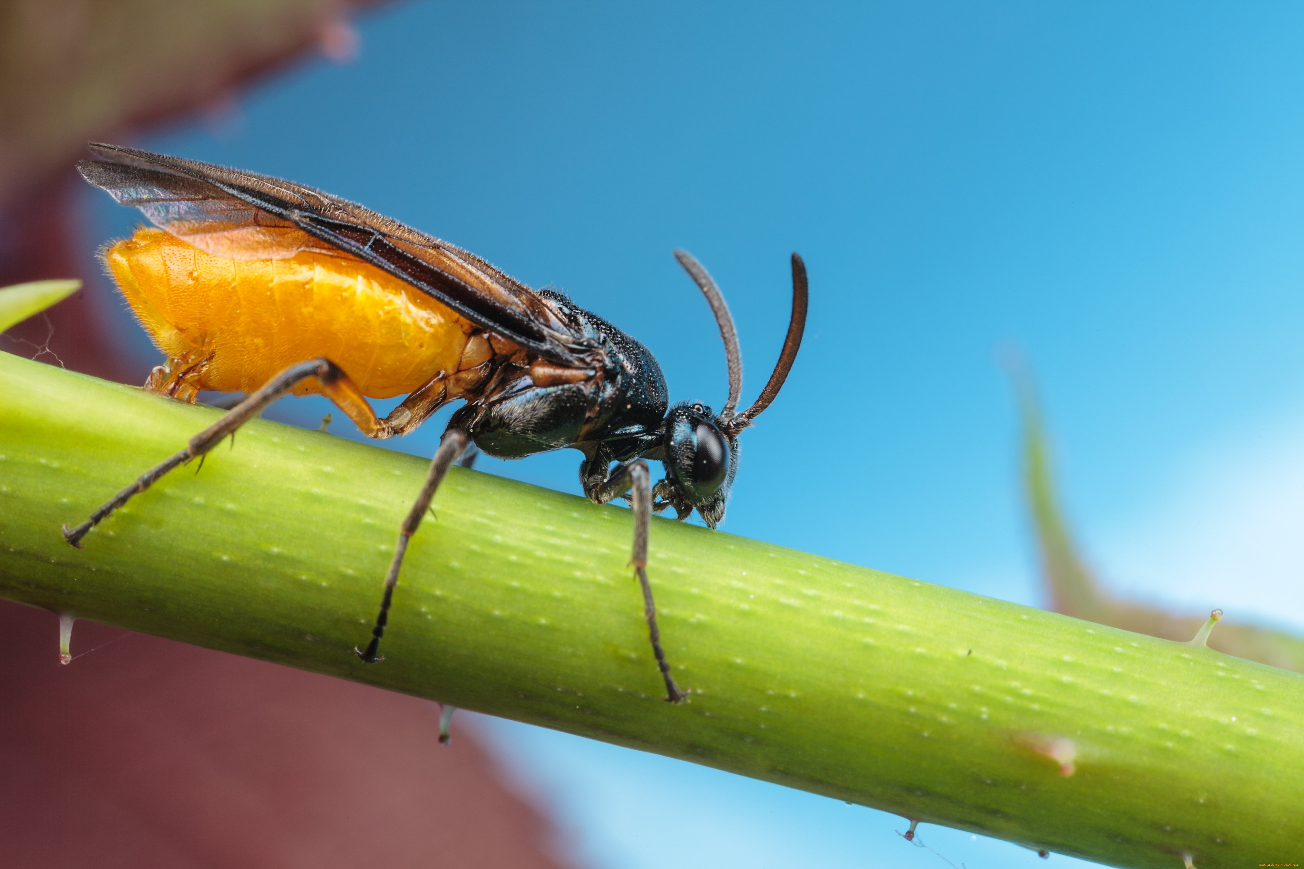 животные, насекомые, макро