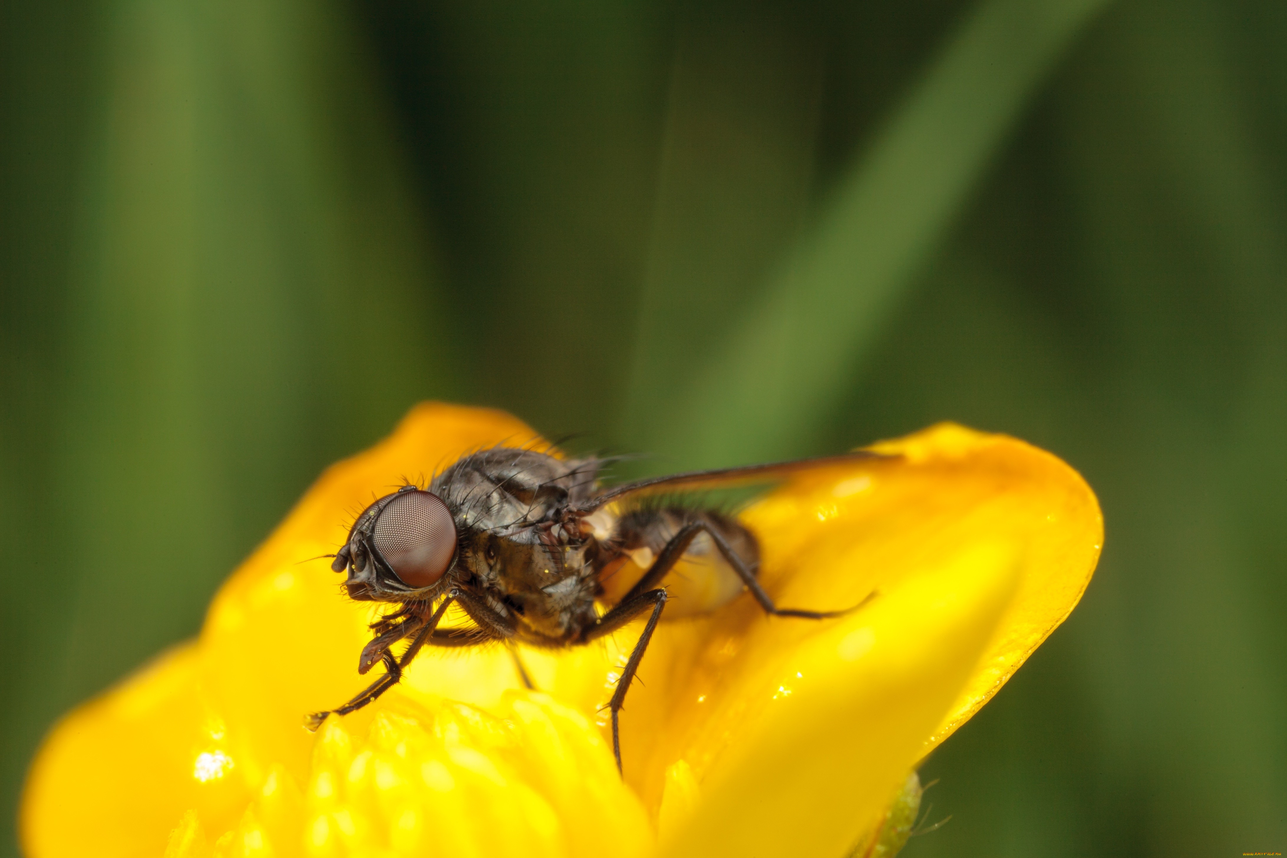 животные, насекомые, макро