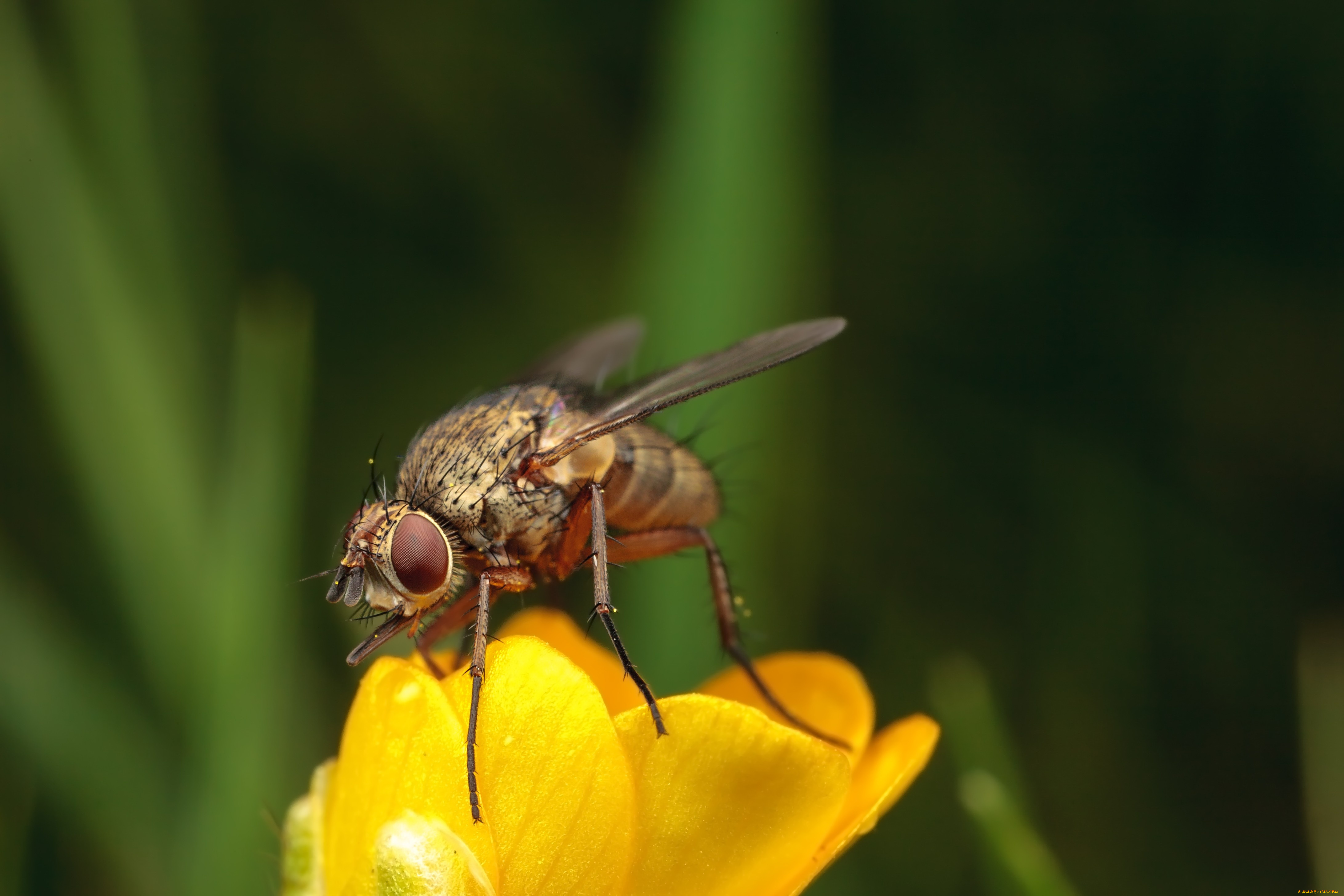 животные, насекомые, макро