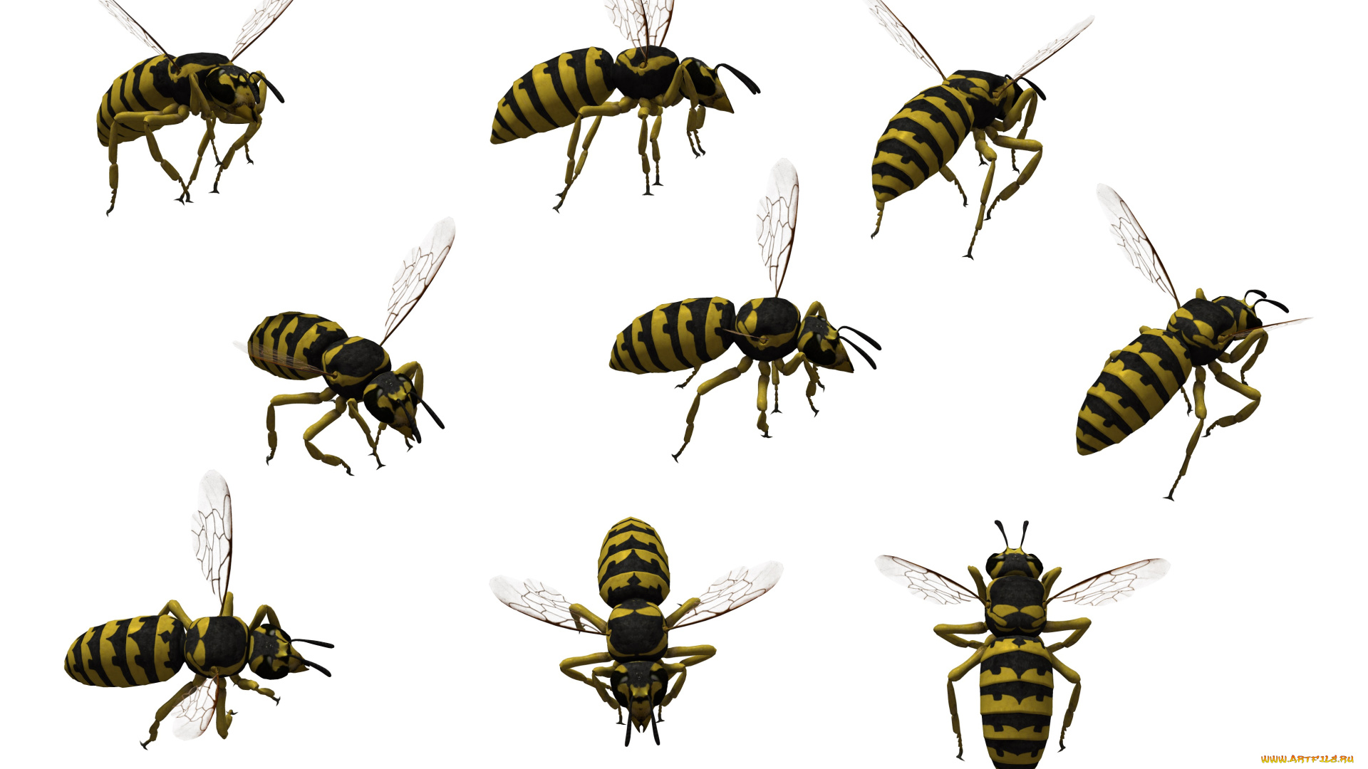 3д, графика, животные, , animals, осы, фон