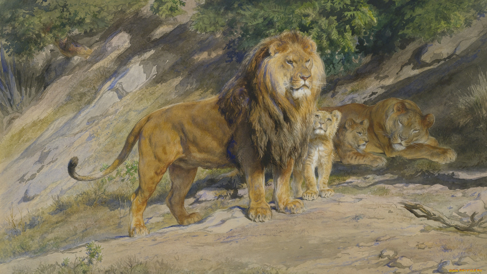 рисованное, животные, , львы, семья, львы