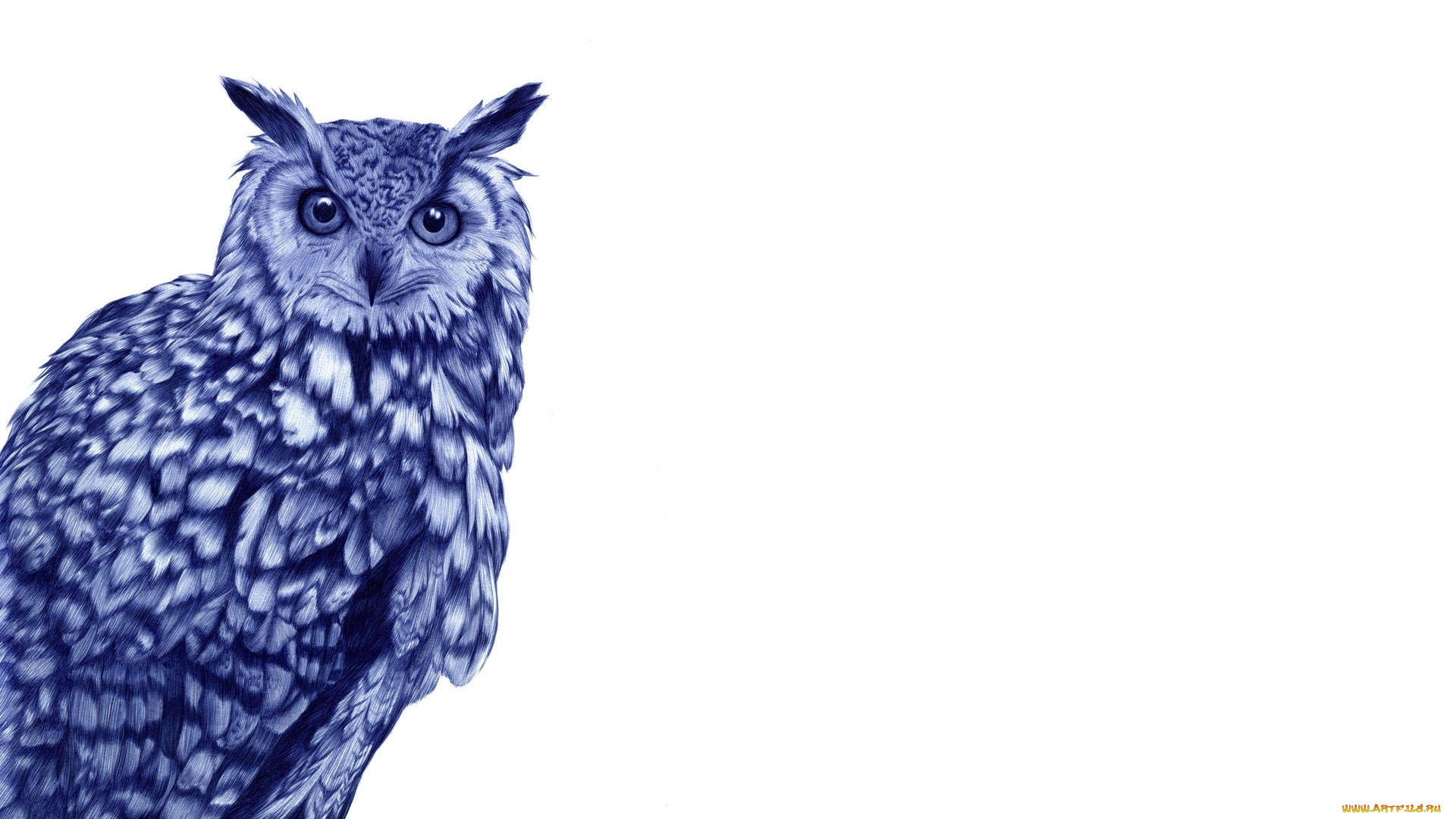 рисованное, животные, , птицы, сова, фон, белый, птица
