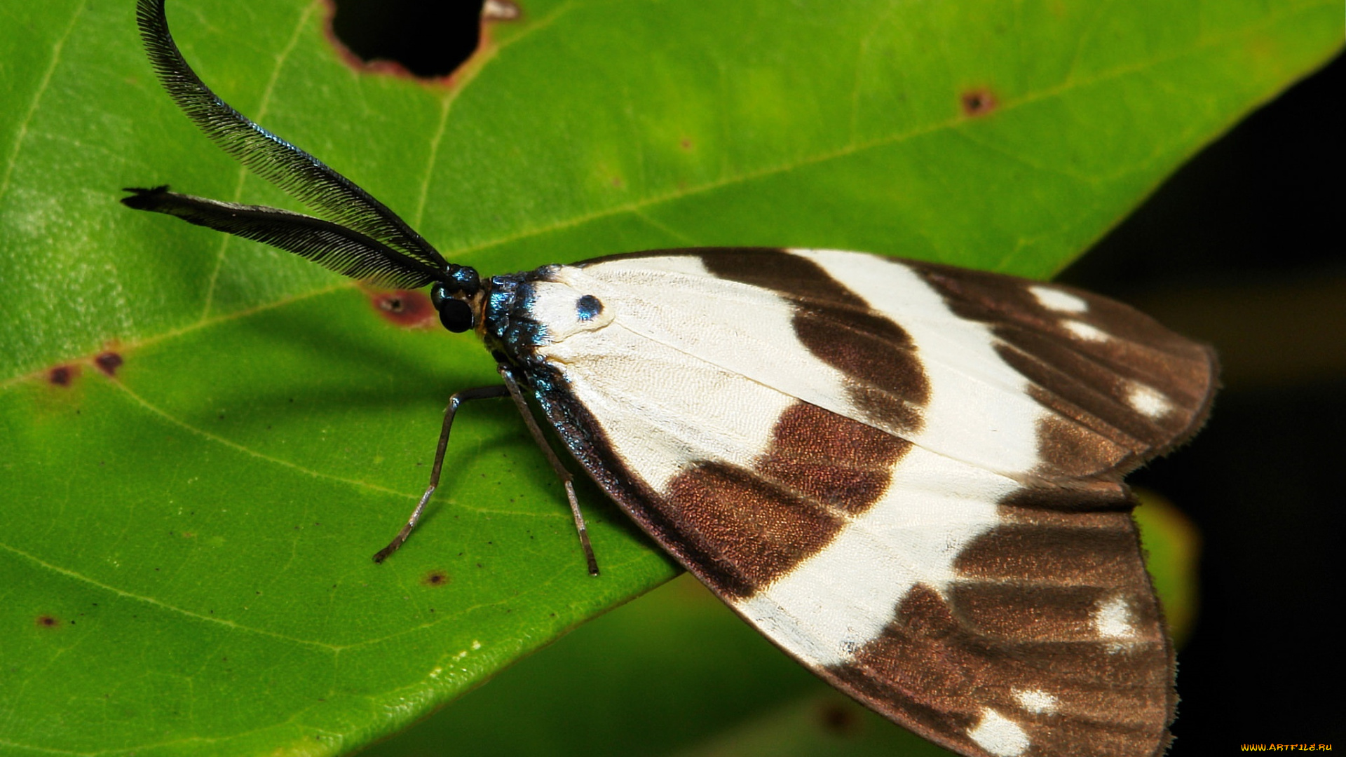 животные, бабочки, , мотыльки, , моли, itchydogimages, мотылёк, моль, макро