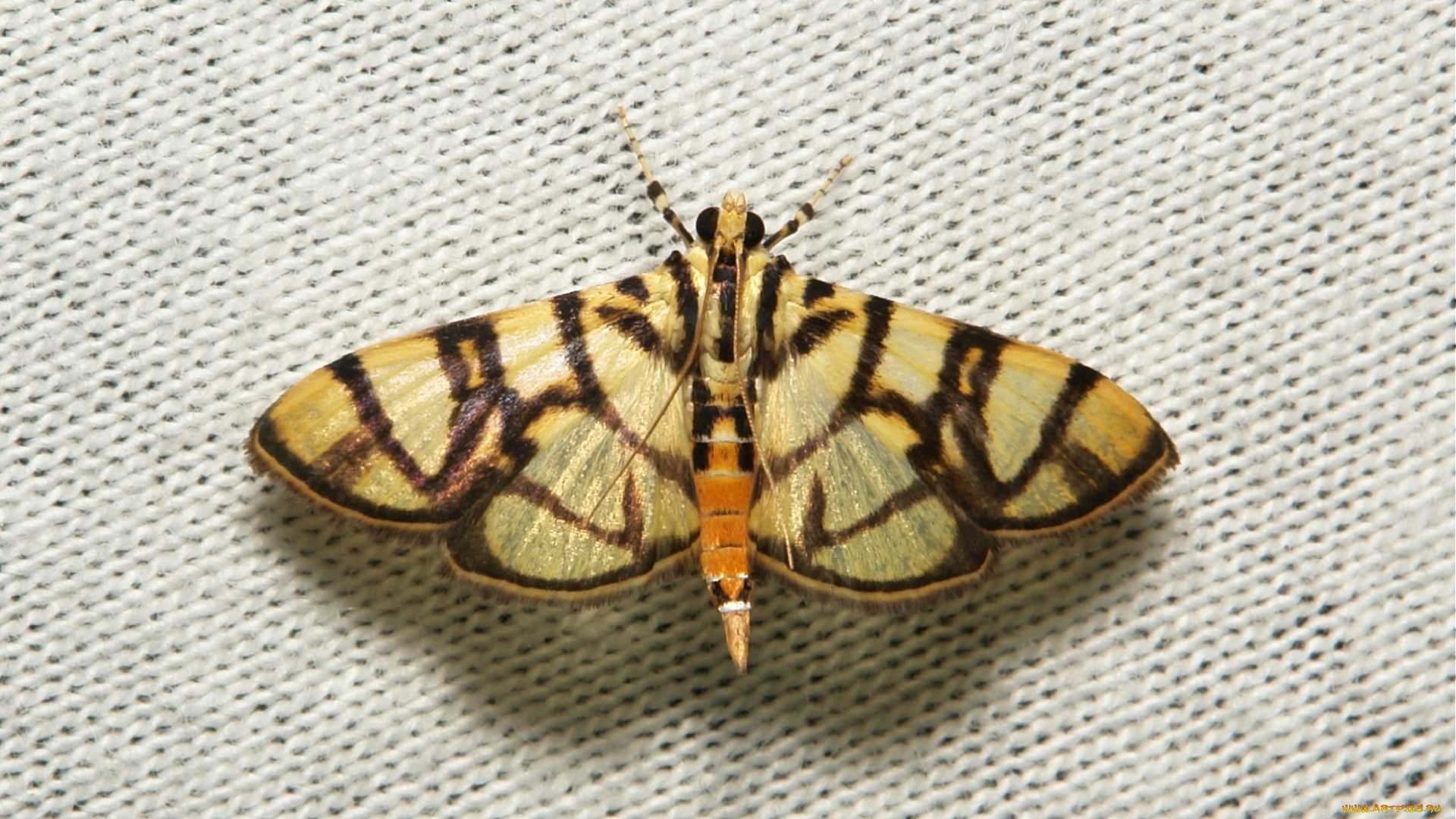 животные, бабочки, , мотыльки, , моли, крылья, моль, макро, itchydogimages