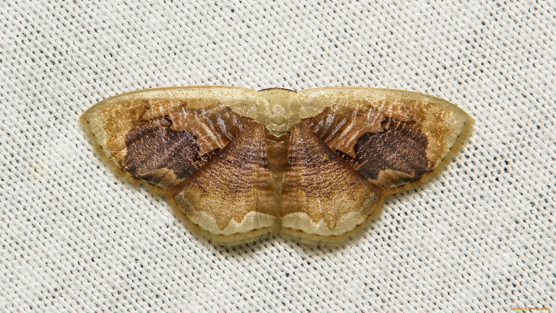 животные, бабочки, , мотыльки, , моли, макро, насекомое, мотылёк, itchydogimages