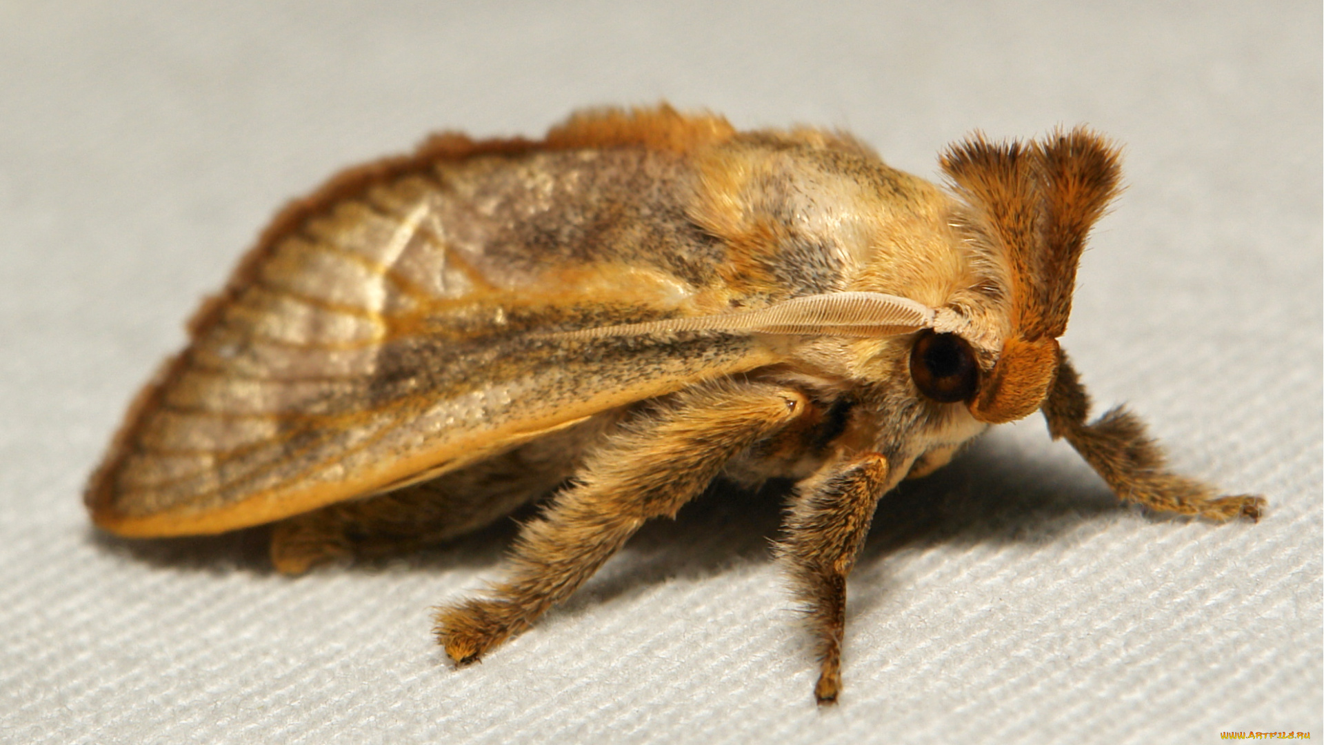 животные, бабочки, , мотыльки, , моли, моль, макро, itchydogimages, усики, крылья, пушистые