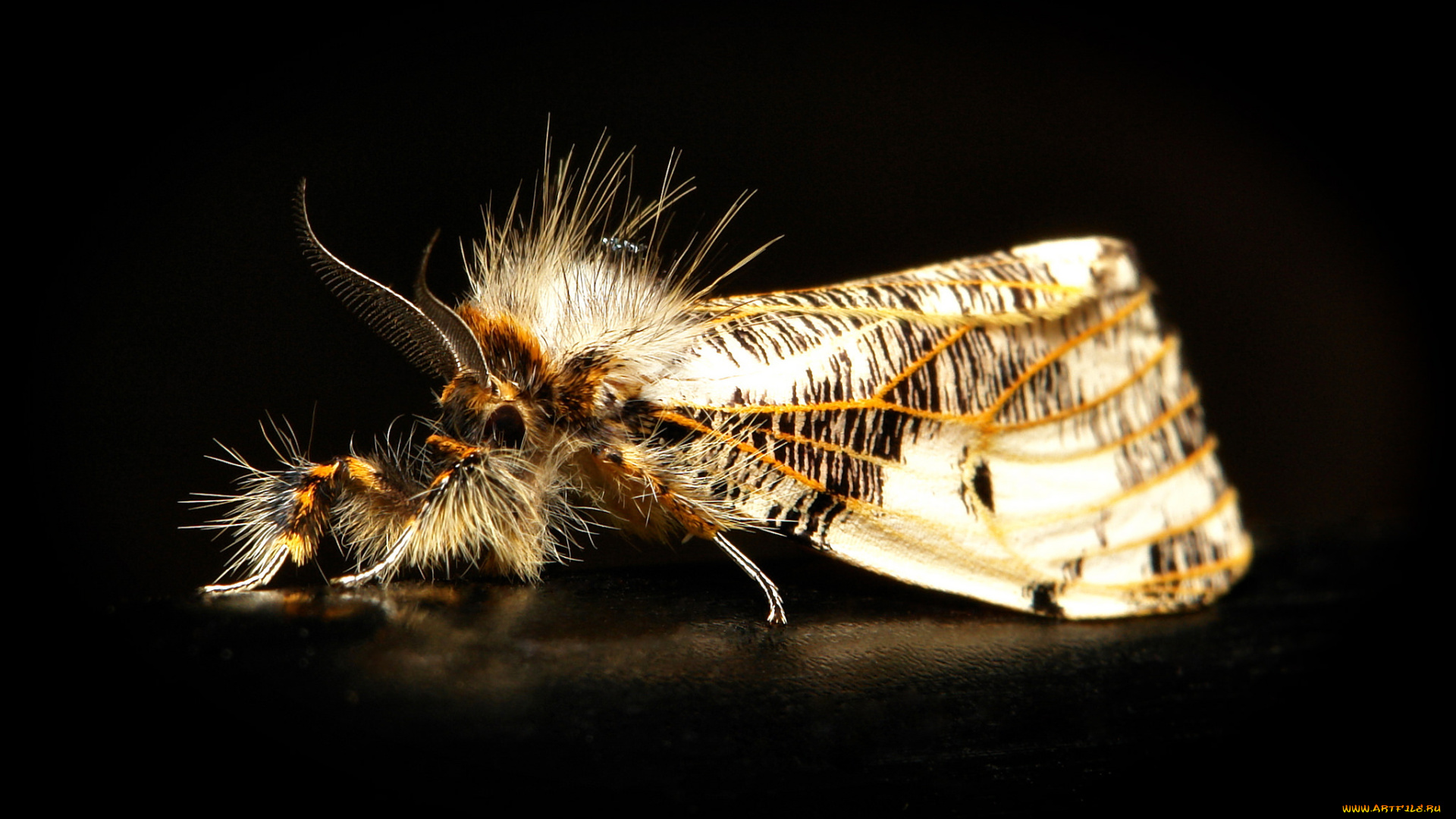 животные, бабочки, , мотыльки, , моли, моль, насекомое, макро, itchydogimages, чёрный, фон