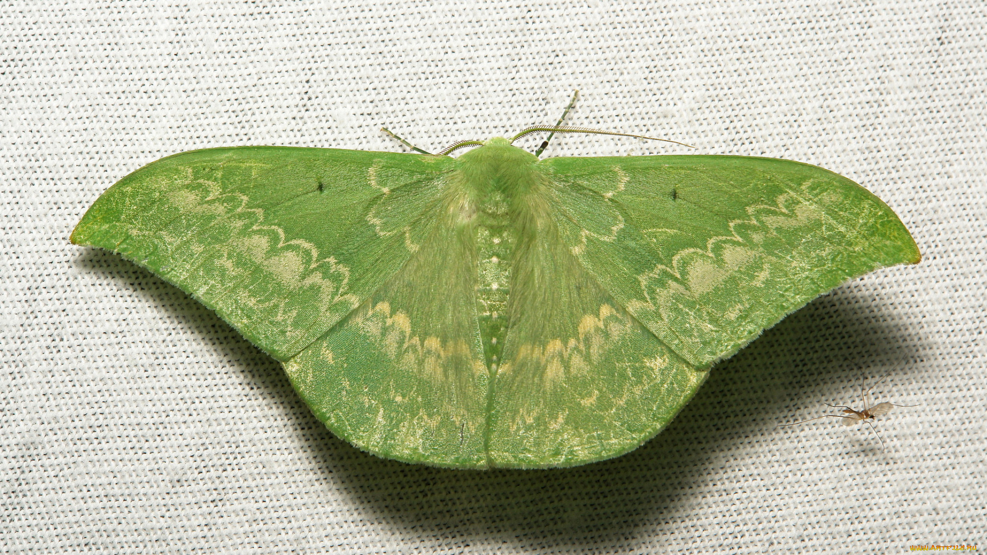 животные, бабочки, , мотыльки, , моли, мотылёк, макро, itchydogimages, зелёный, усики, крылья