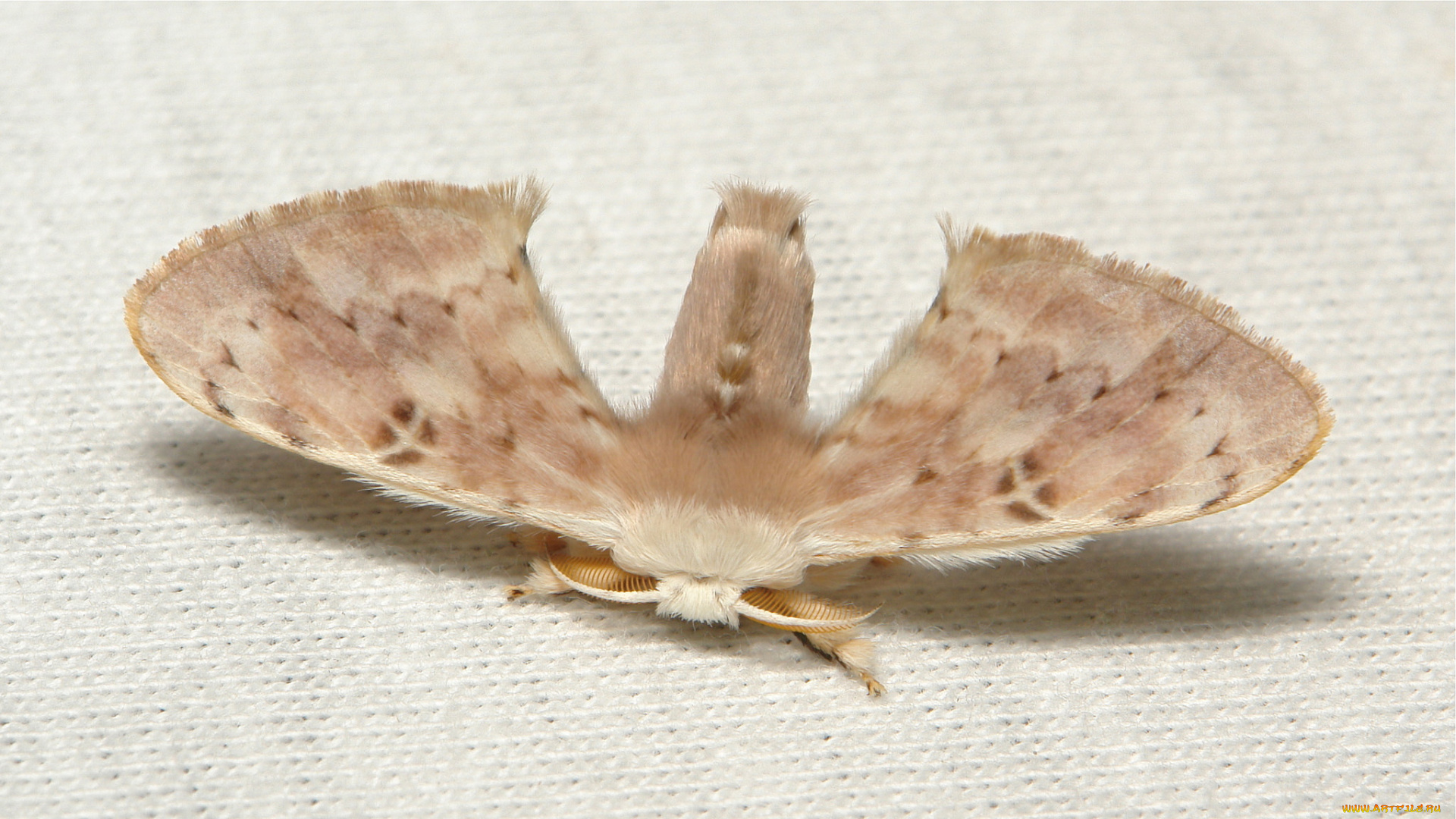 животные, бабочки, , мотыльки, , моли, мотылёк, моль, макро, itchydogimages