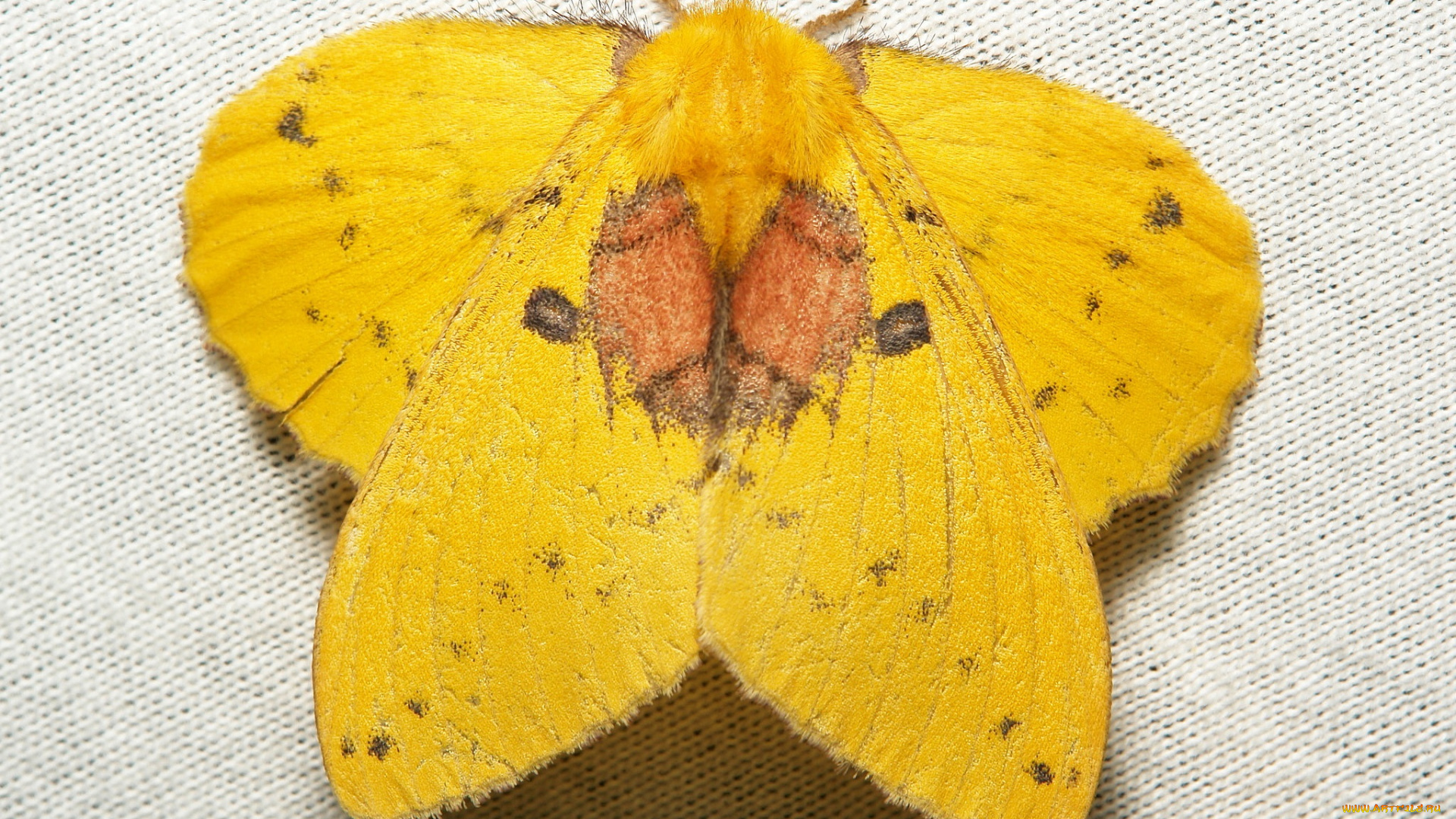 животные, бабочки, , мотыльки, , моли, мотылёк, моль, макро, itchydogimages, жёлтый