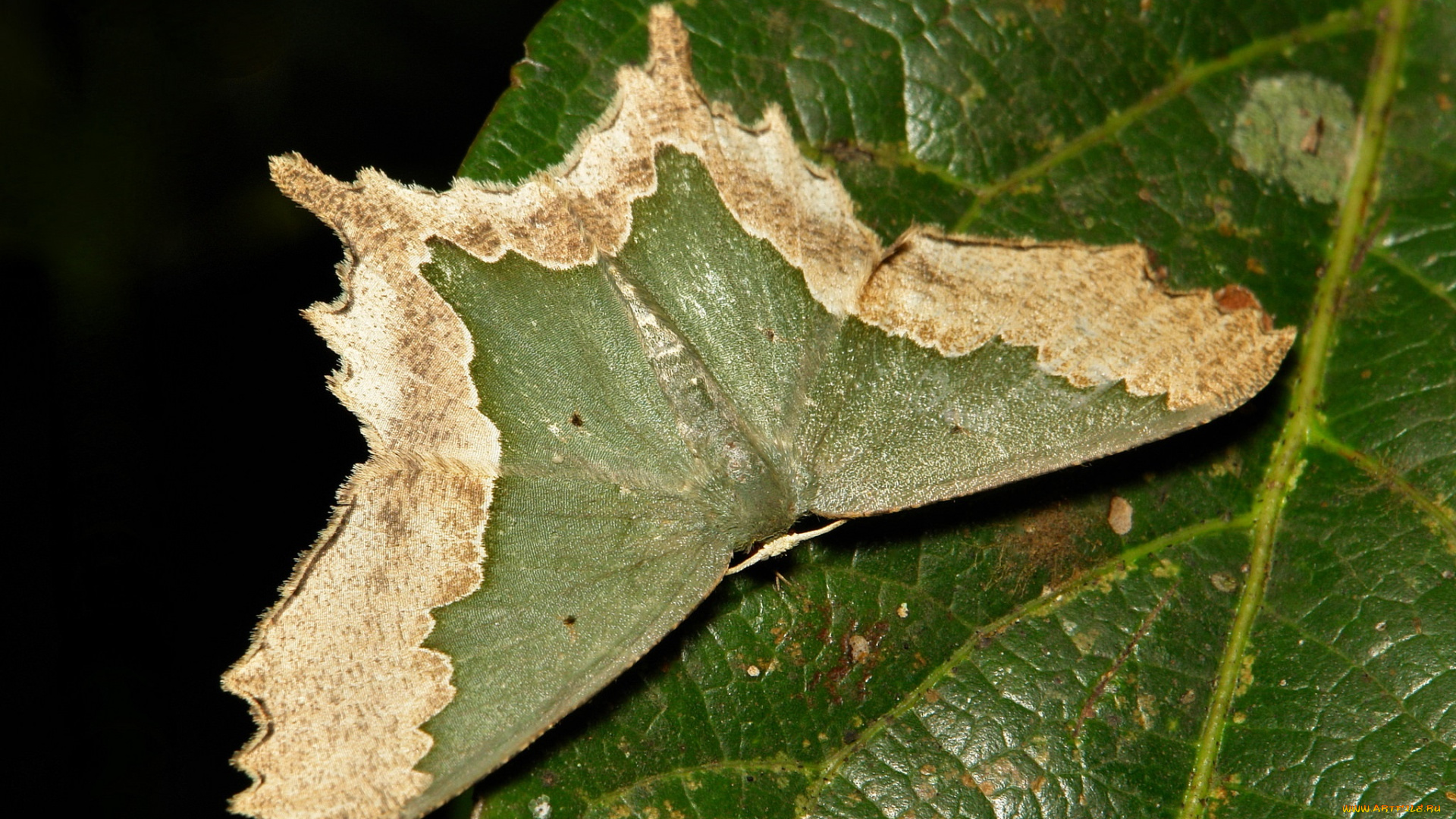 животные, бабочки, , мотыльки, , моли, узор, усики, крылья, лист, макро, зелёный, мотылёк, itchydogimages