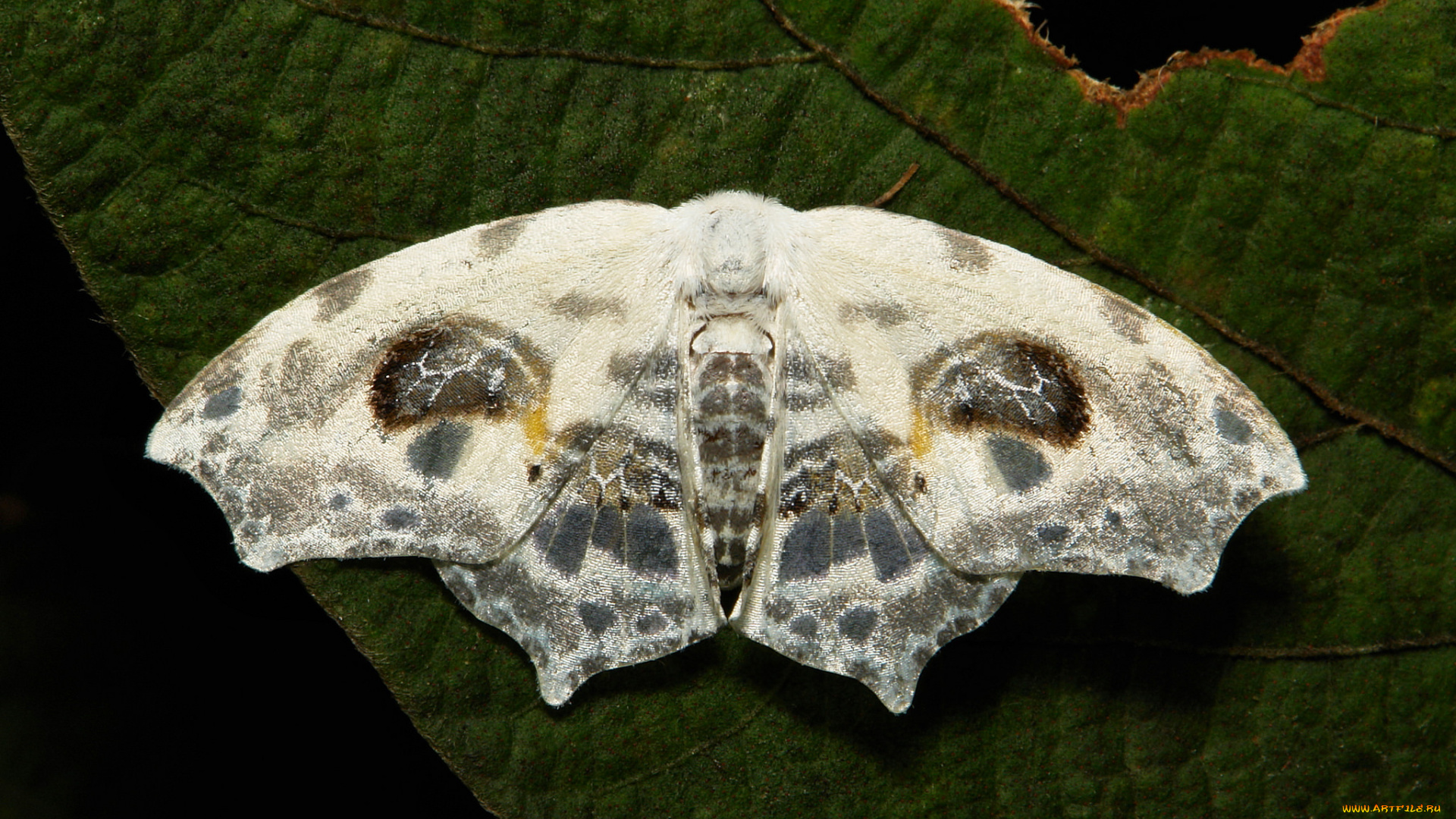 животные, бабочки, , мотыльки, , моли, узоры, мотылёк, усики, крылья, насекомое, макро, itchydogimages