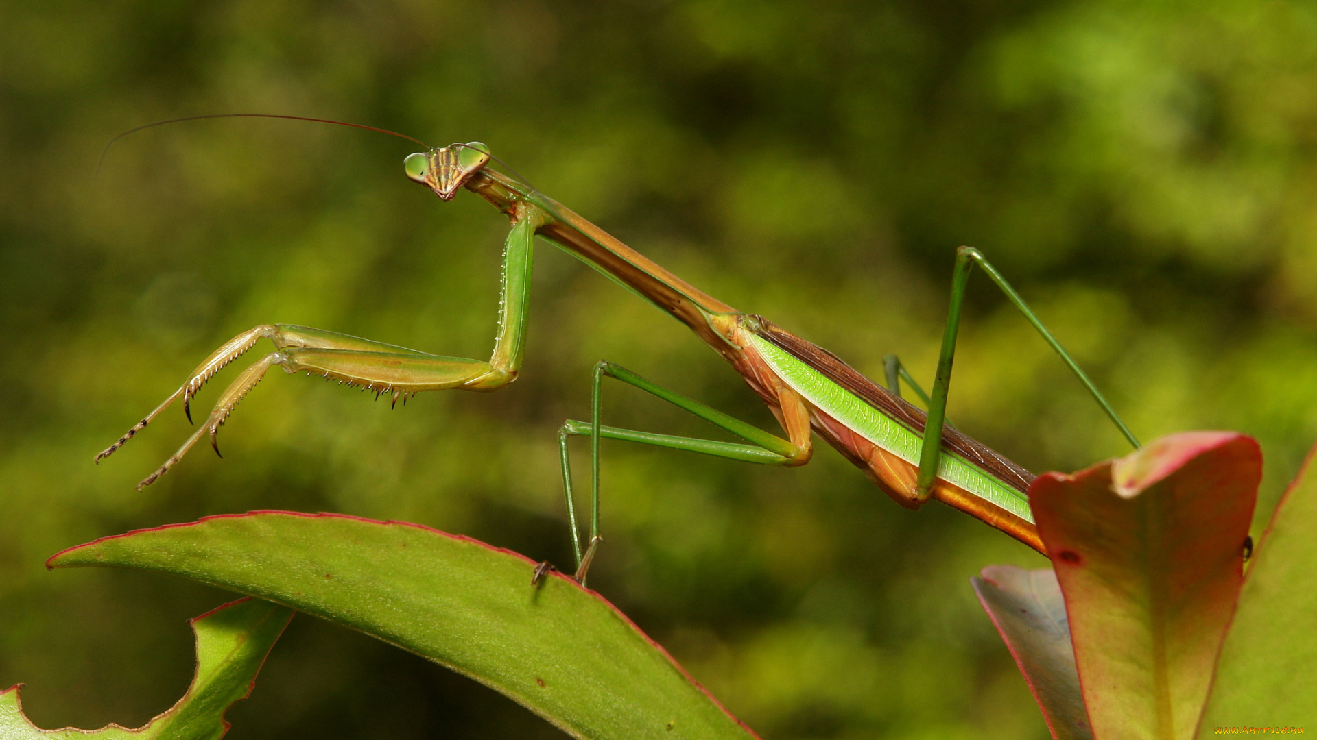 животные, богомолы, богомол, природа, листья, макро, itchydogimages