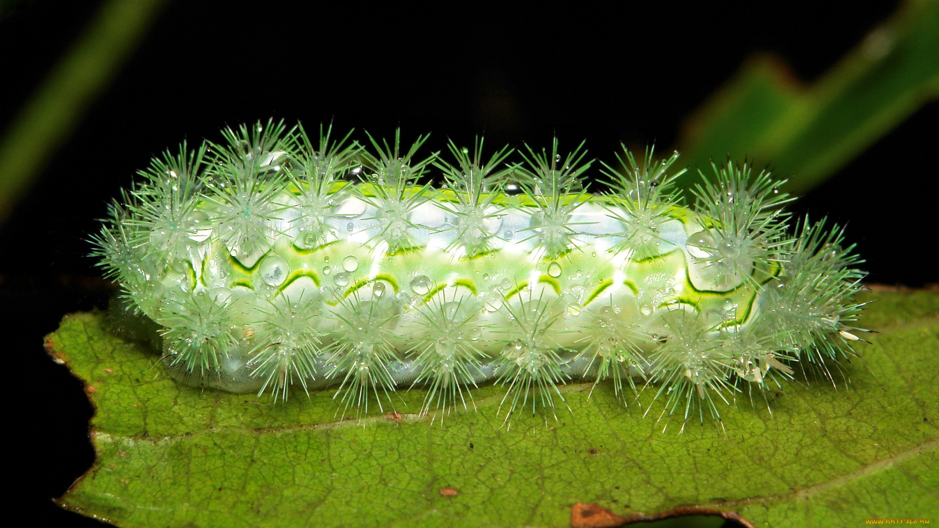 животные, гусеницы, капли, роса, утро, гусеница, лист, макро, itchydogimages