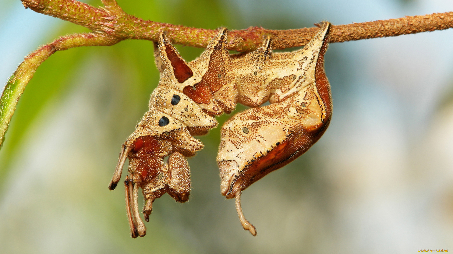 животные, гусеницы, макро, необычная, itchydogimages, гусеница, веточка, насекомое