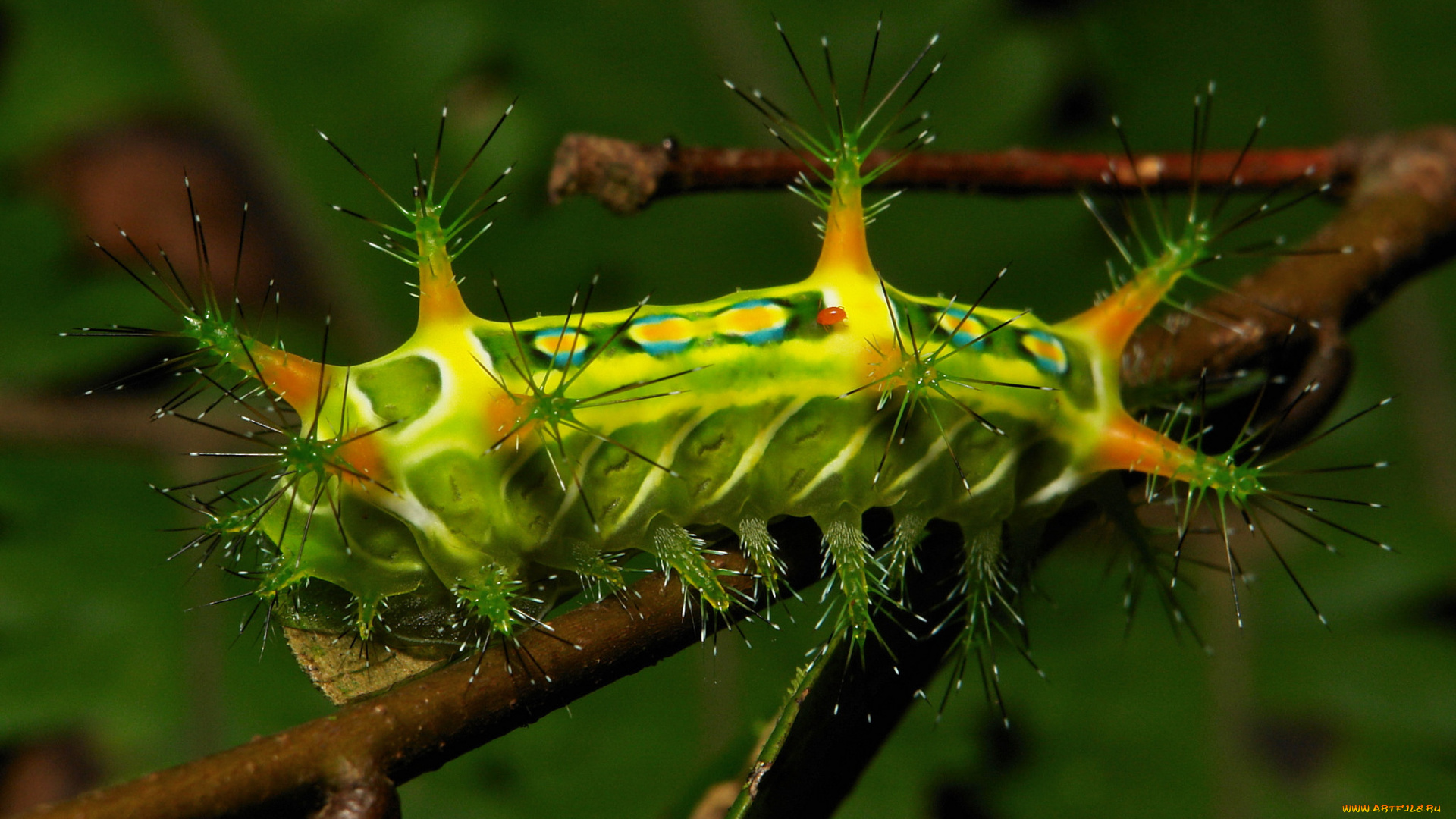 животные, гусеницы, веточка, гусеница, макро, itchydogimages