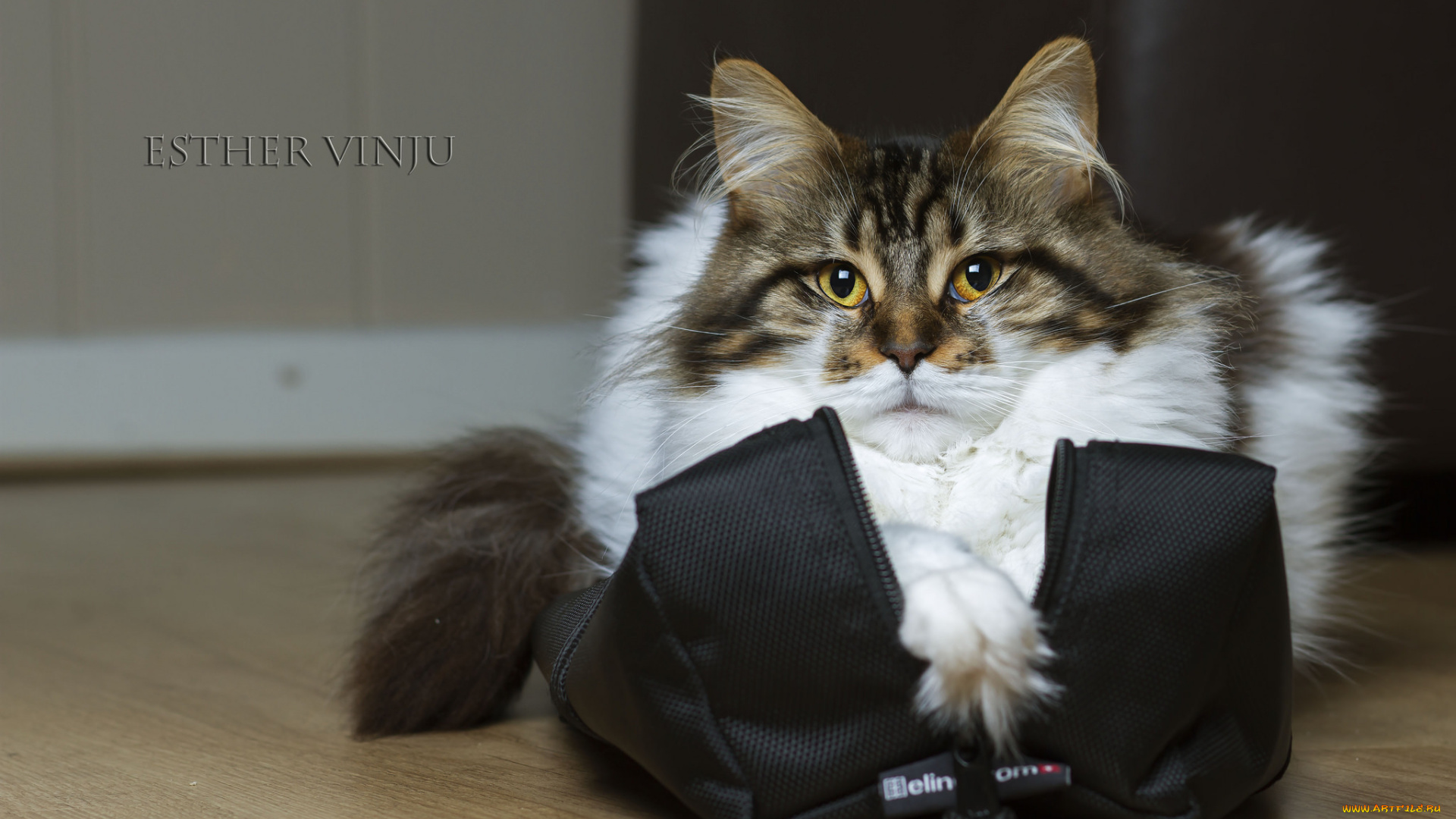 животные, коты, усы, взгляд, коте, киса, сумка, пухлик, портрет, ушки