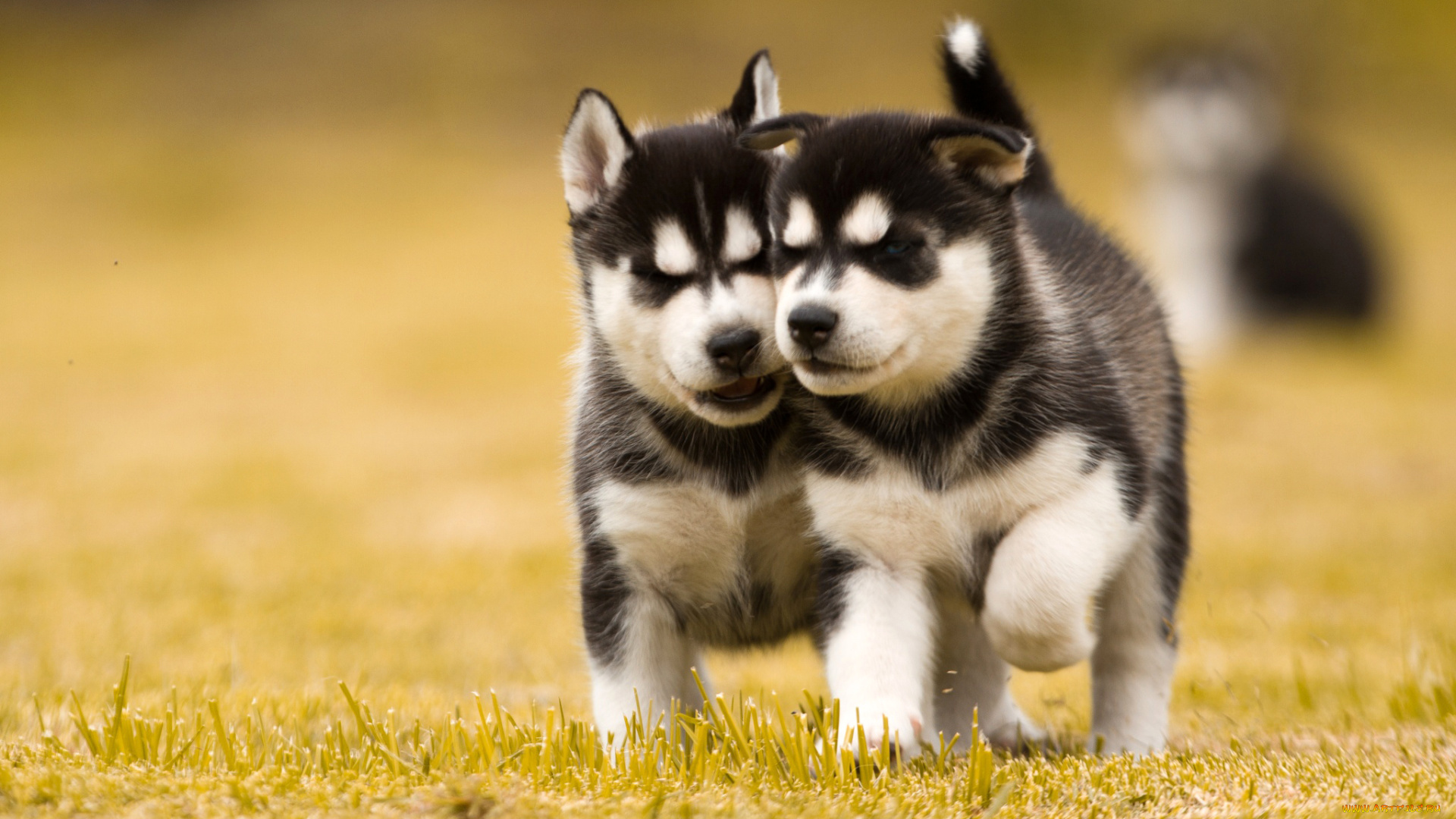 животные, собаки, газон, двое, щенки, хаски