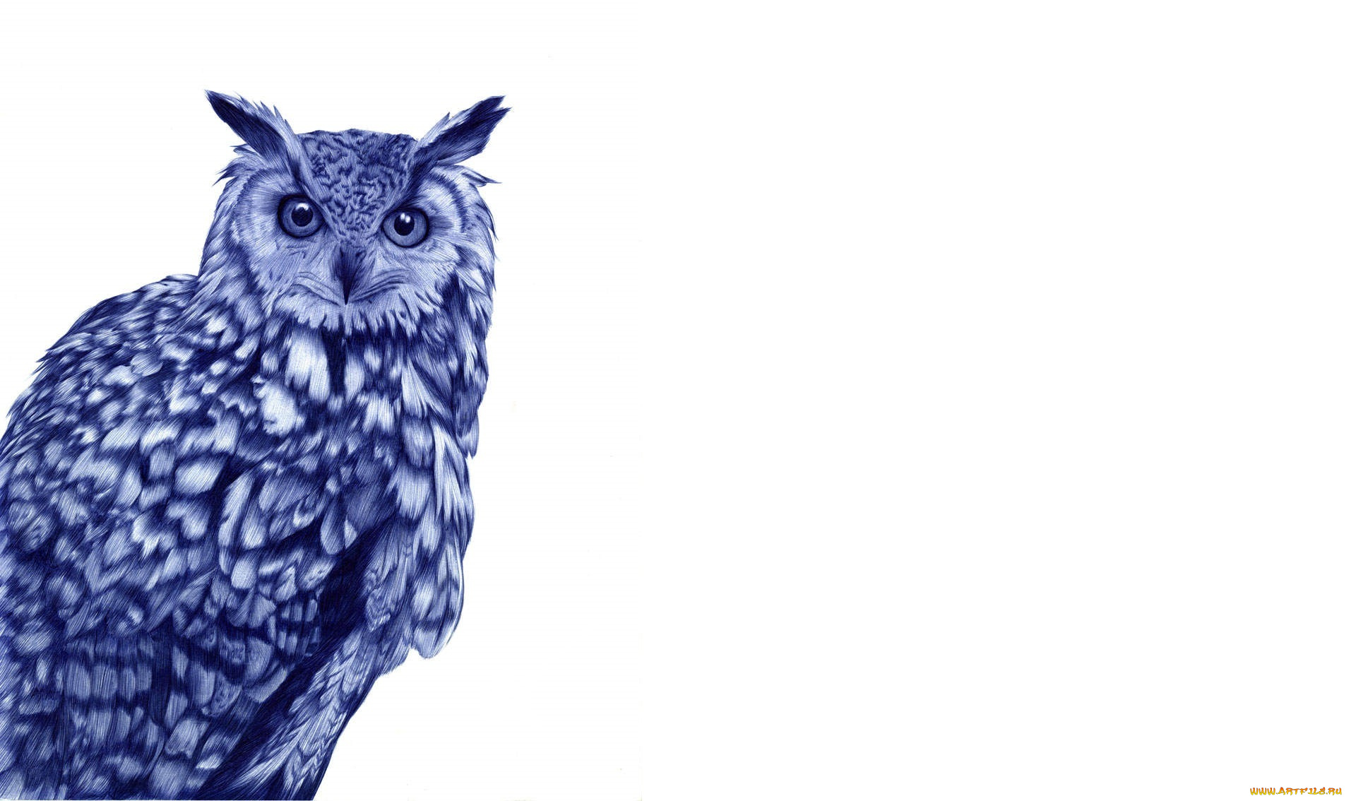 рисованное, животные, , птицы, сова, фон, белый, птица