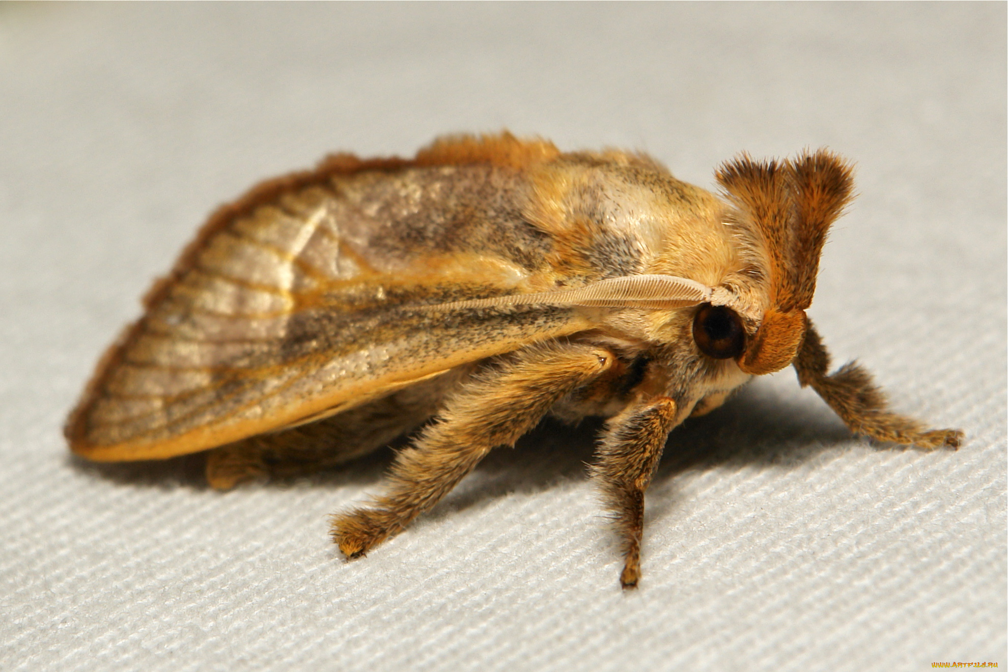 животные, бабочки, , мотыльки, , моли, моль, макро, itchydogimages, усики, крылья, пушистые