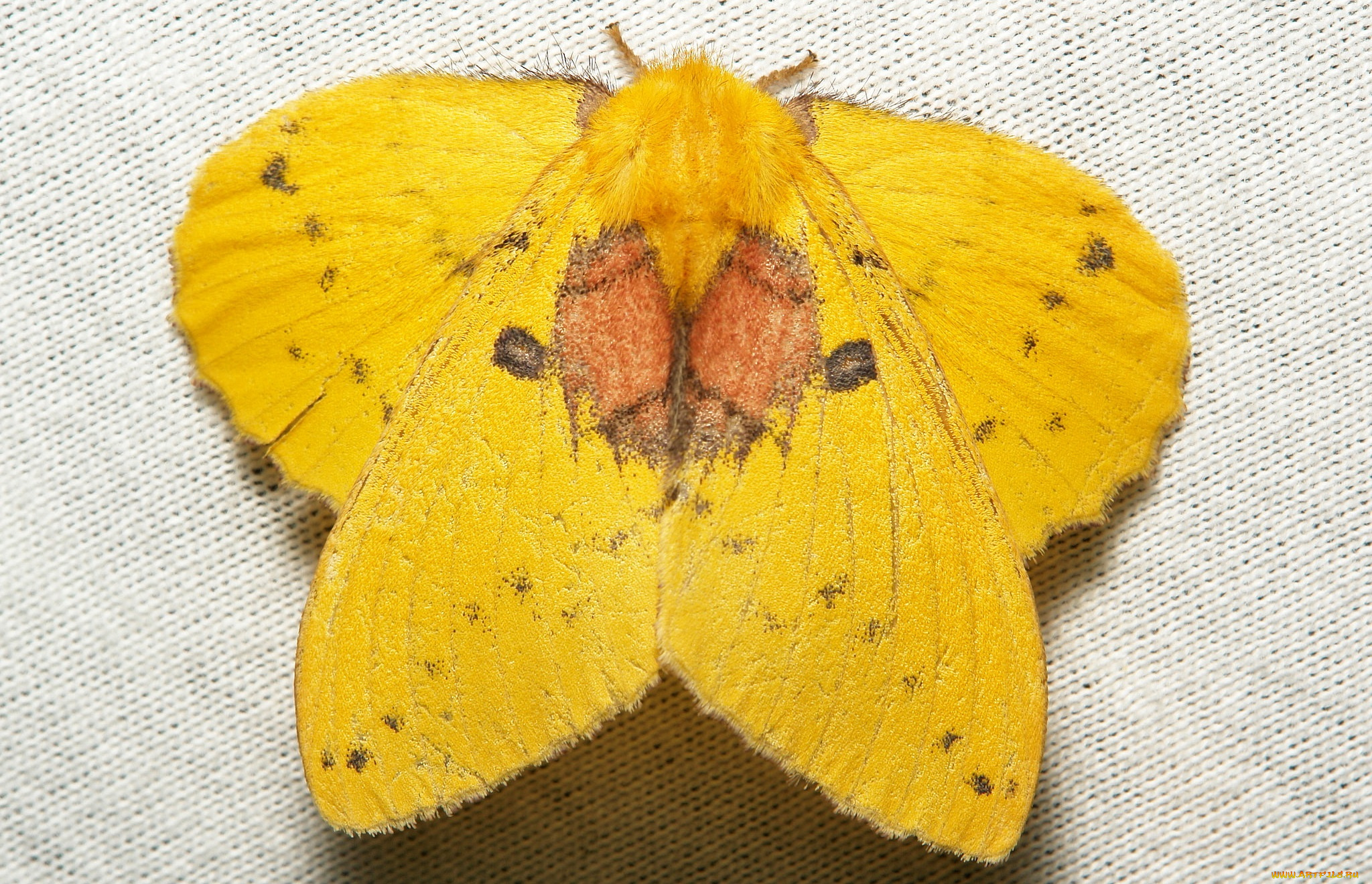 животные, бабочки, , мотыльки, , моли, мотылёк, моль, макро, itchydogimages, жёлтый