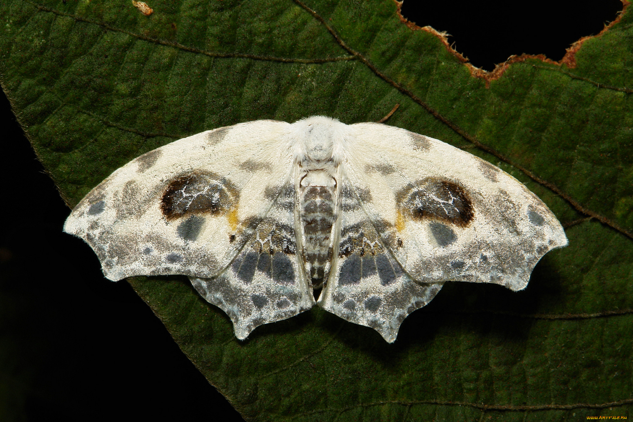 животные, бабочки, , мотыльки, , моли, узоры, мотылёк, усики, крылья, насекомое, макро, itchydogimages