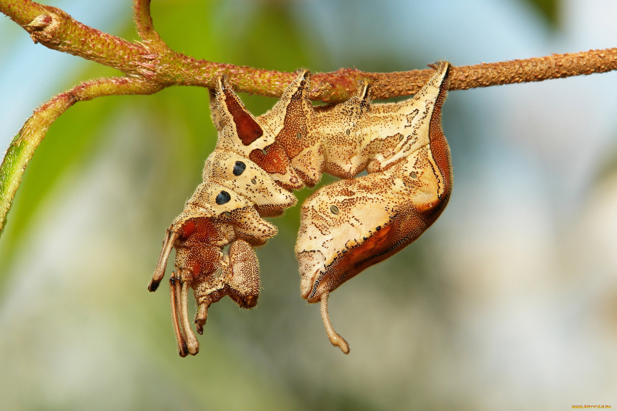 животные, гусеницы, макро, необычная, itchydogimages, гусеница, веточка, насекомое