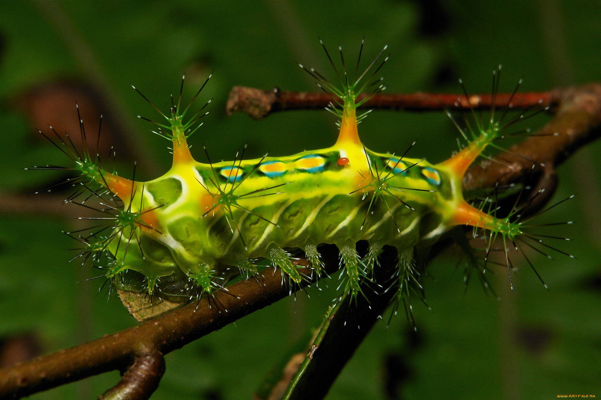 животные, гусеницы, веточка, гусеница, макро, itchydogimages