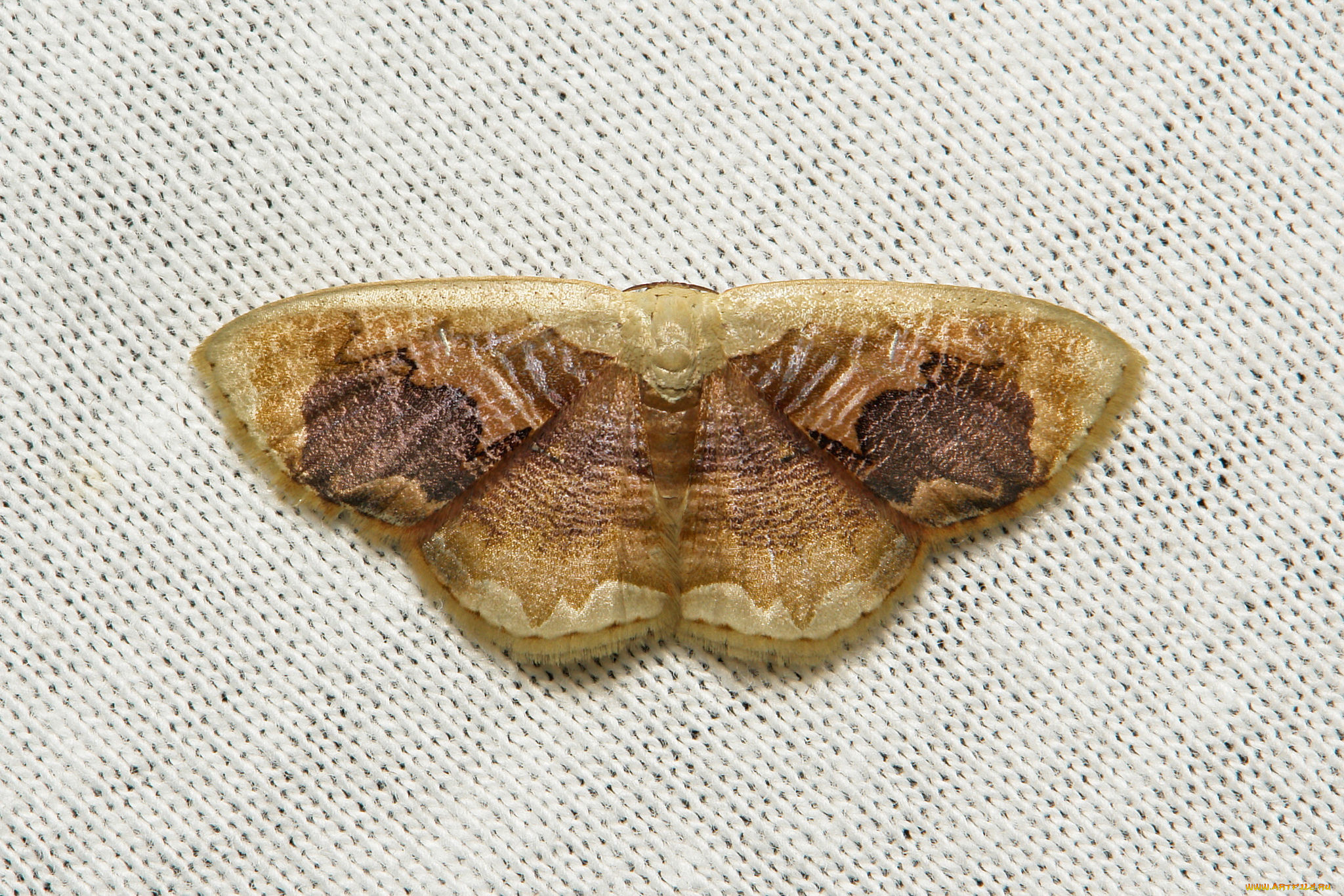 животные, бабочки, , мотыльки, , моли, макро, насекомое, мотылёк, itchydogimages