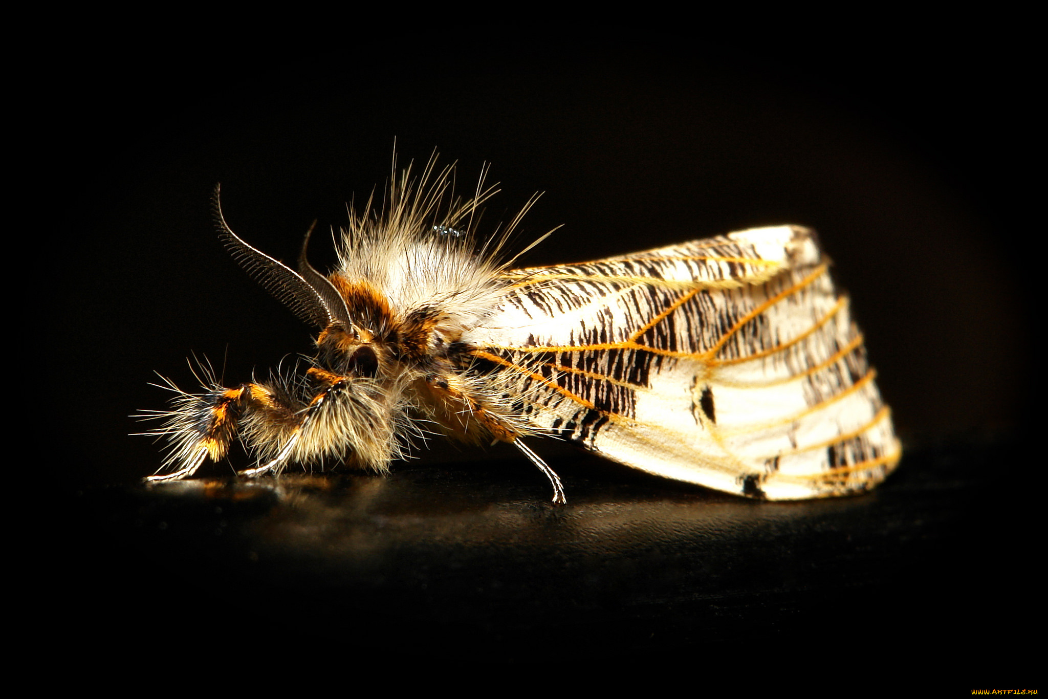 животные, бабочки, , мотыльки, , моли, моль, насекомое, макро, itchydogimages, чёрный, фон