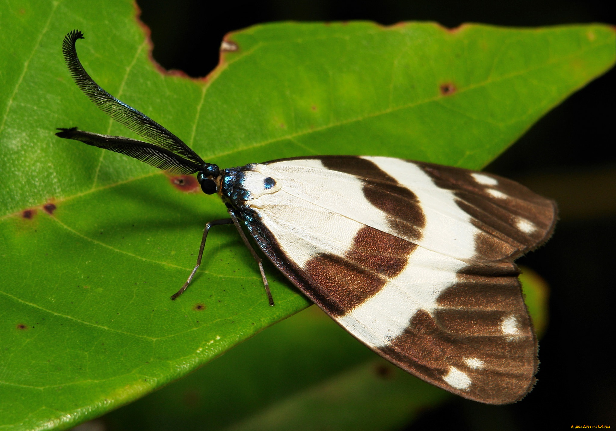 животные, бабочки, , мотыльки, , моли, itchydogimages, мотылёк, моль, макро