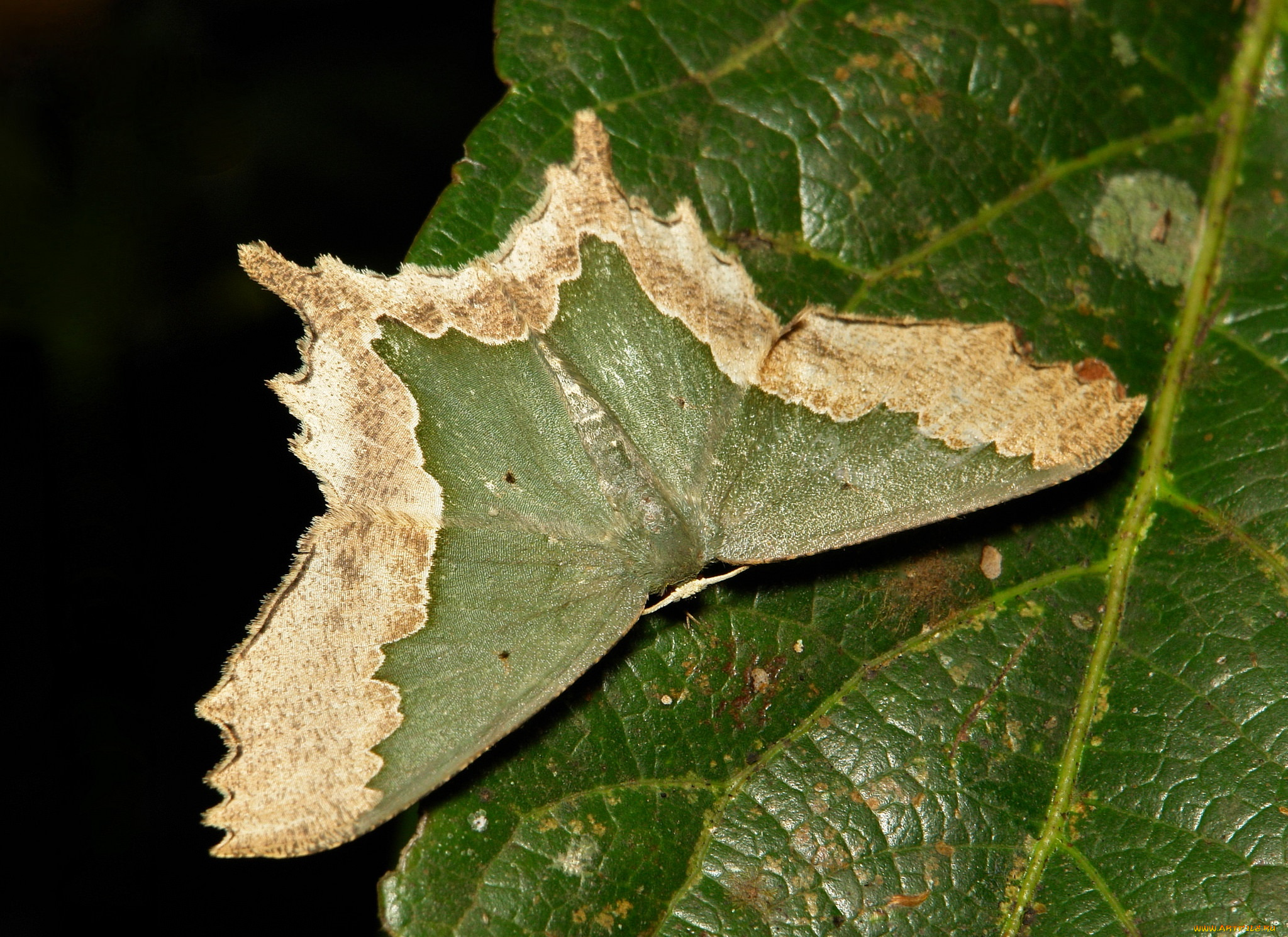 животные, бабочки, , мотыльки, , моли, узор, усики, крылья, лист, макро, зелёный, мотылёк, itchydogimages