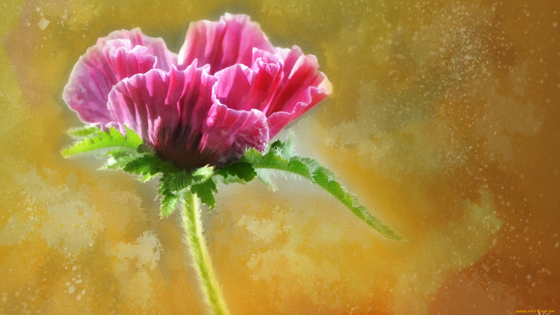 рисованное, цветы, бутон, розовый, мак, цветок