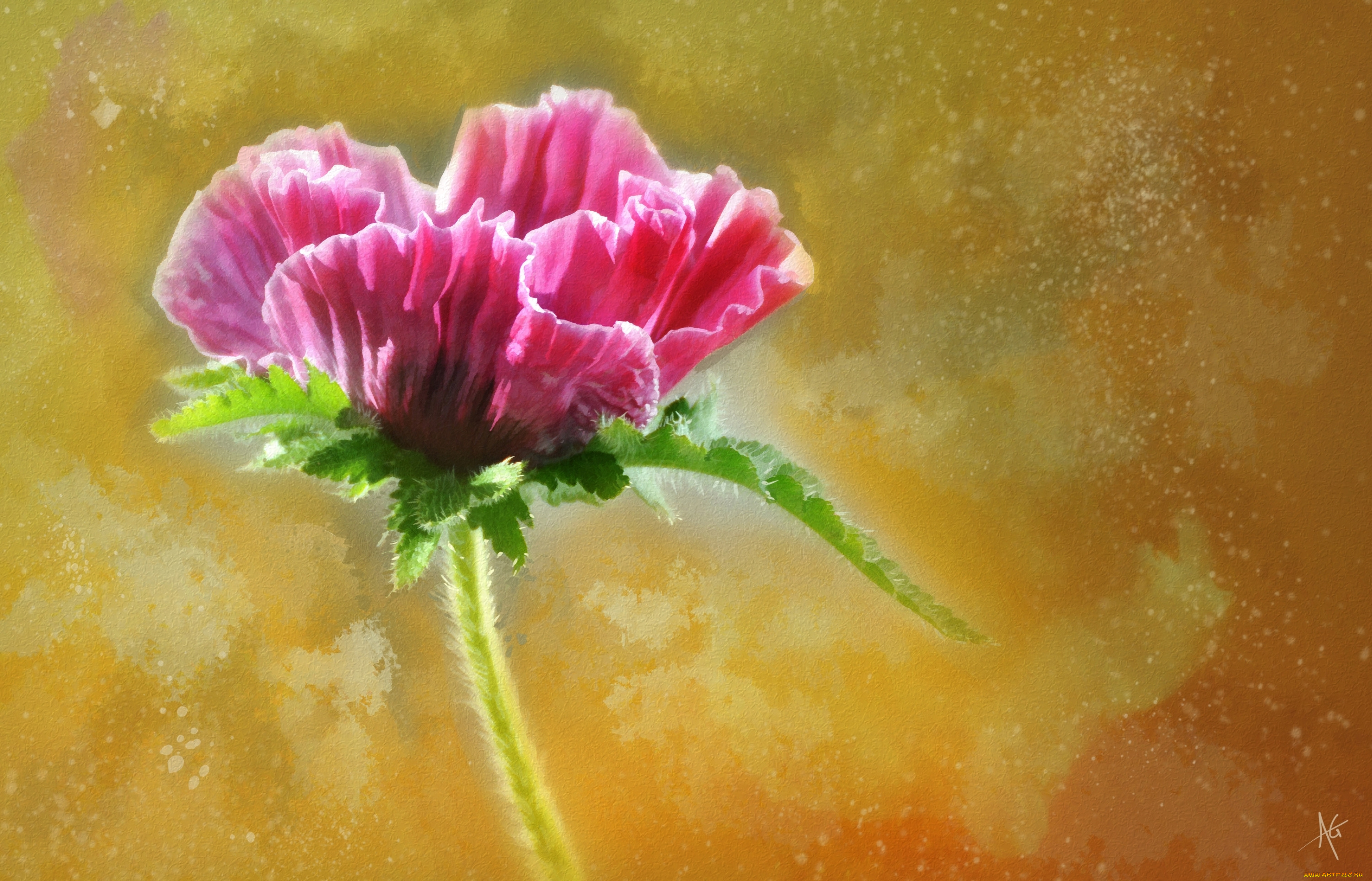 рисованное, цветы, бутон, розовый, мак, цветок