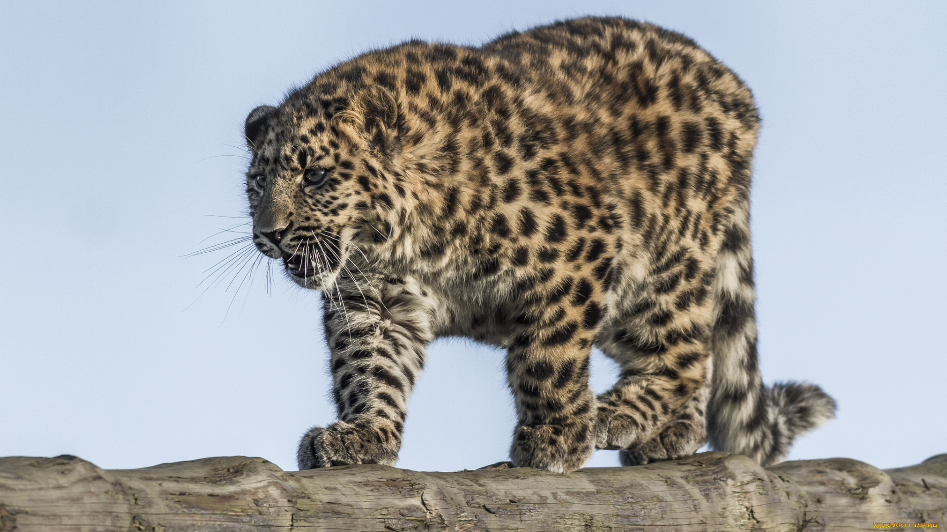 amur, leopard, животные, леопарды, хищник