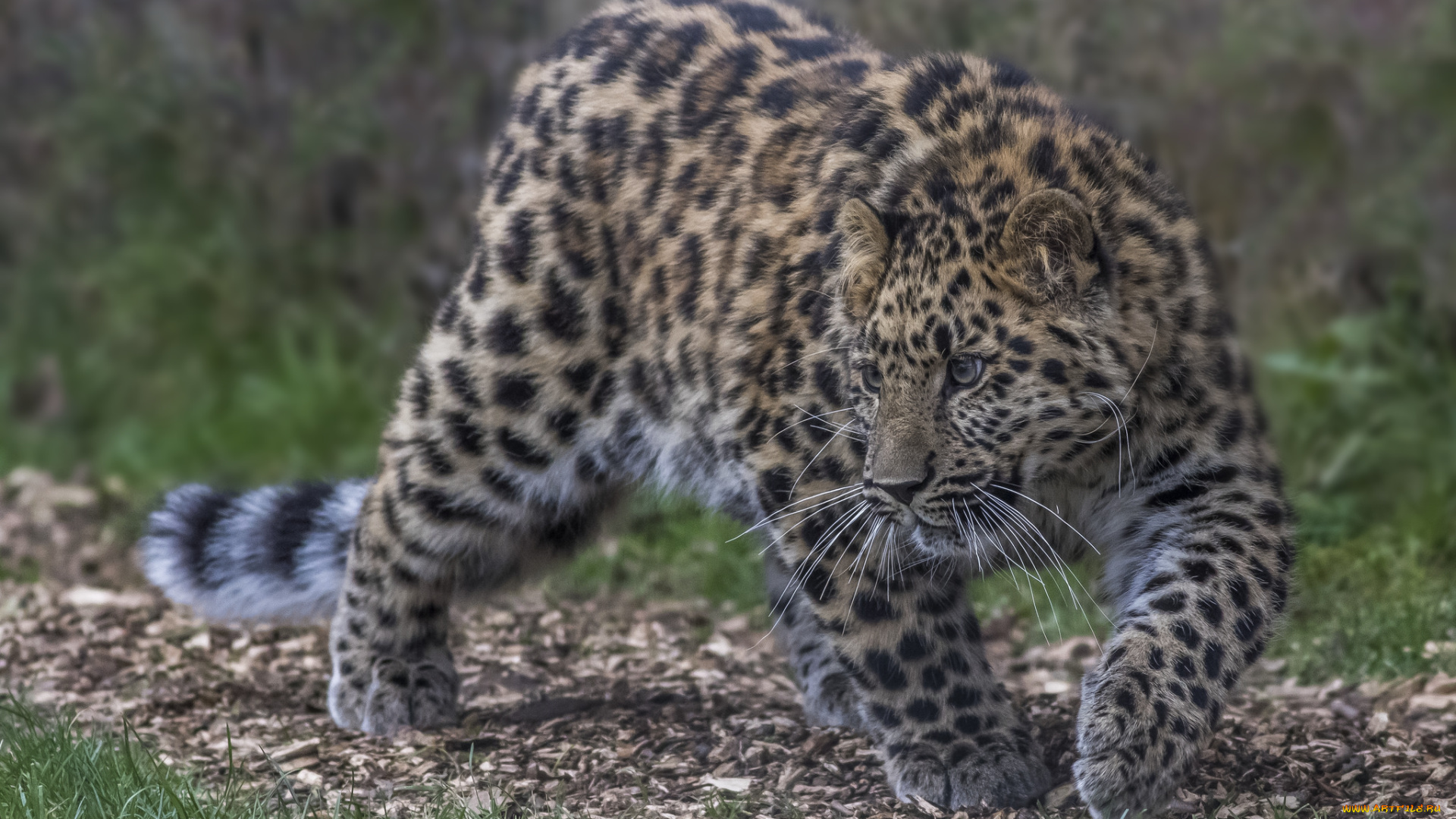amur, leopard, животные, леопарды, хищник