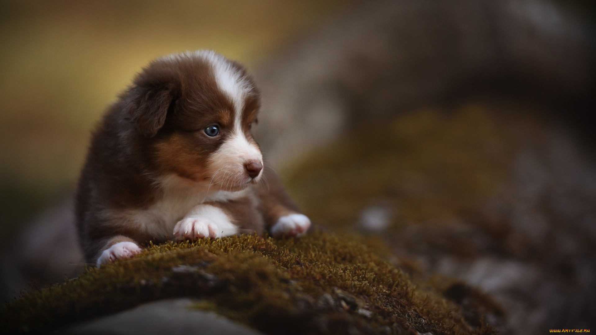 австралийская, овчарка, животные, собаки, щенок, ковер