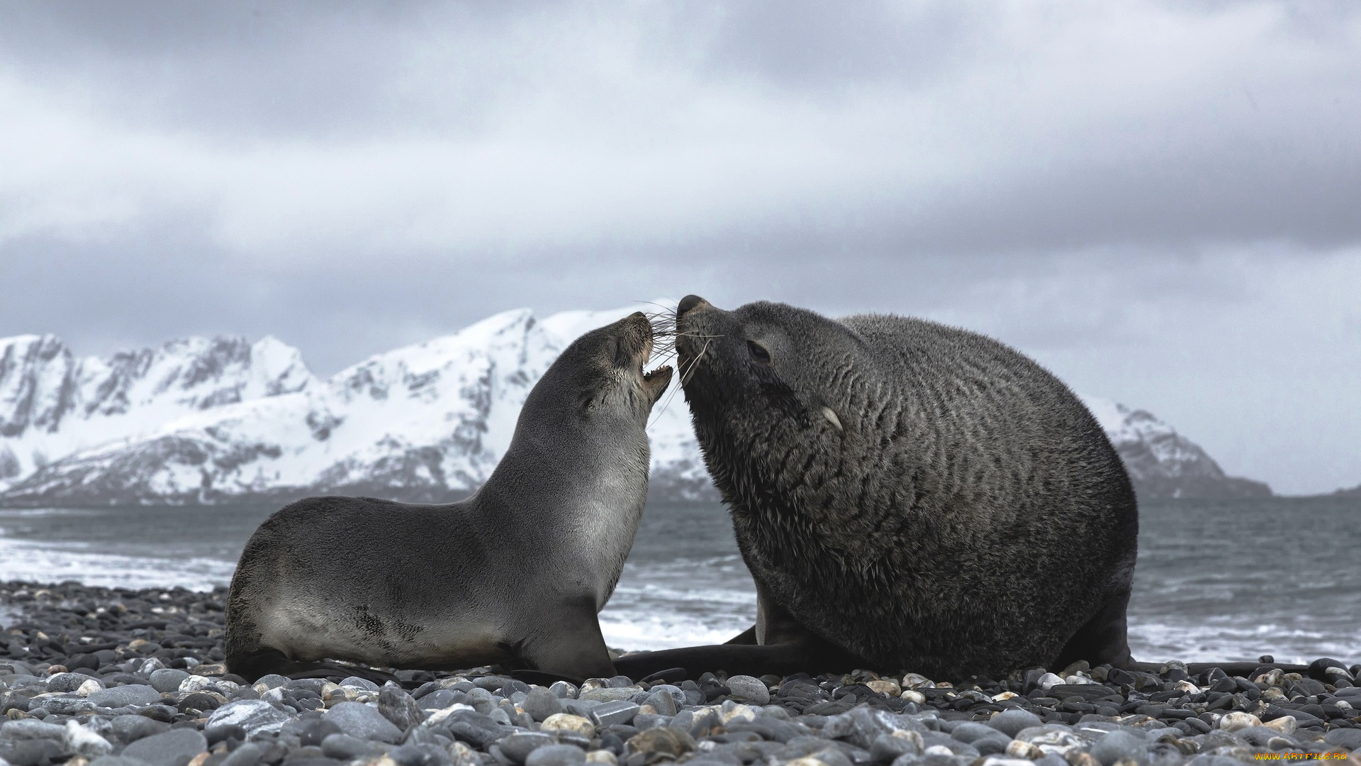 кергеленские, морские, котики, животные, тюлени, , морские, львы, , морские, котики, камни, берег, беседа, горы, галька, море