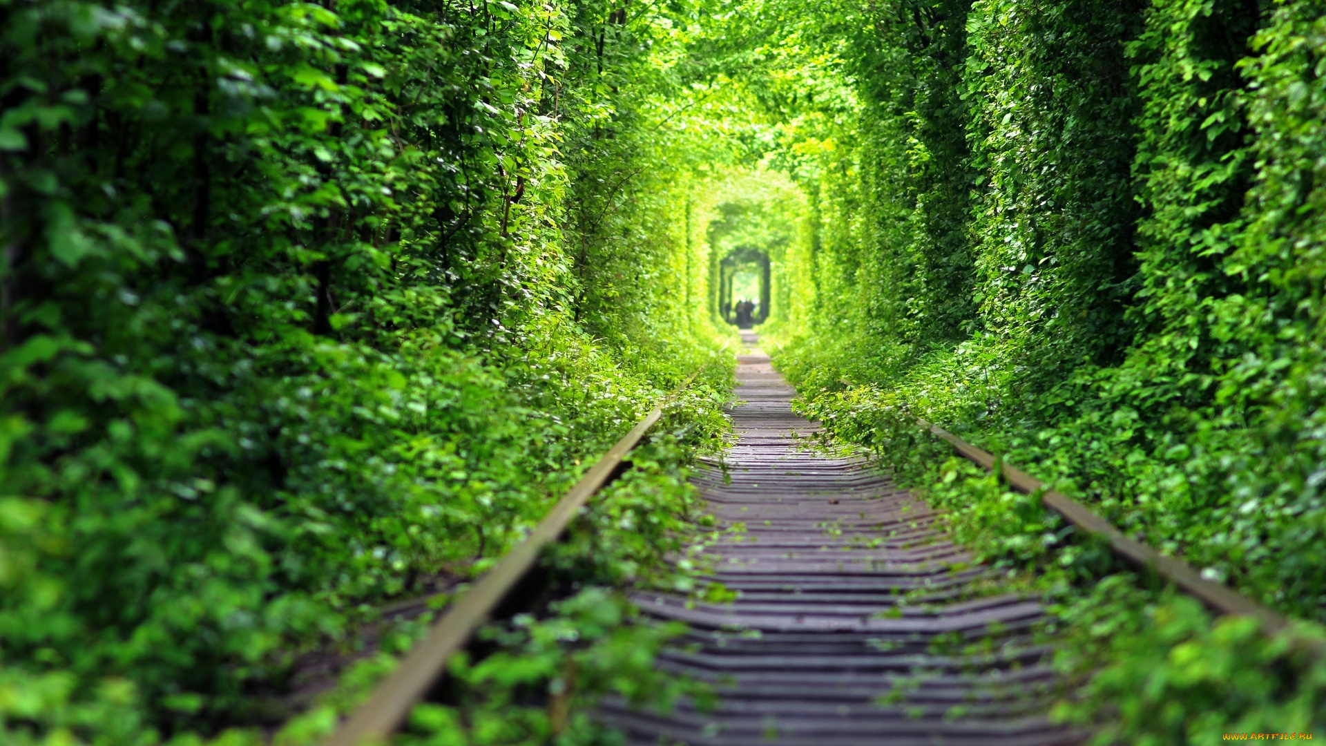 разное, транспортные, средства, и, магистрали, зелень, шпалы, железная, дорога, рельсы, лес