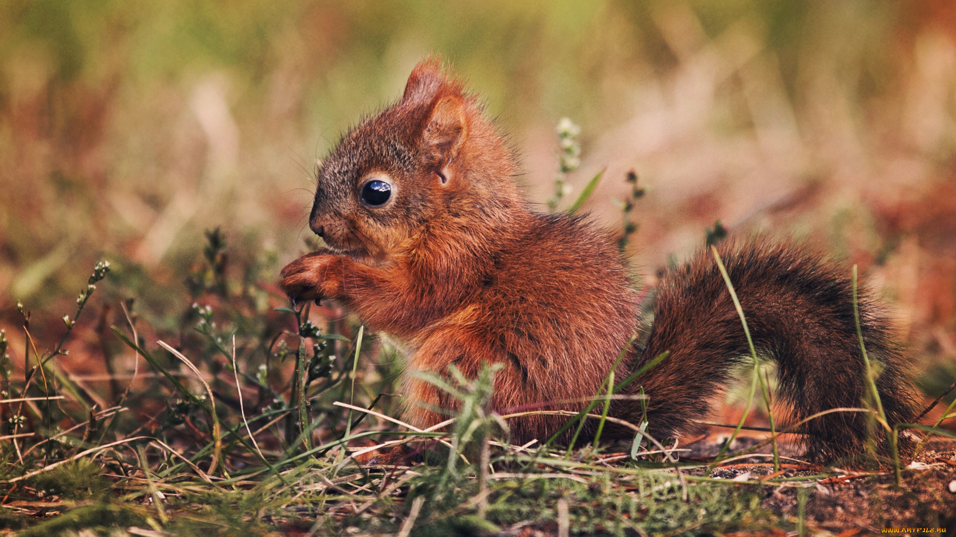 животные, белки, бельчонок, природа