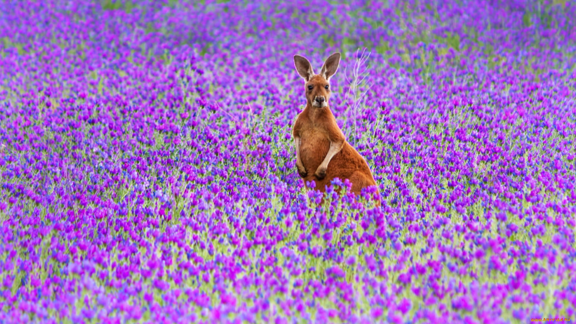 животные, кенгуру, цветы, природа