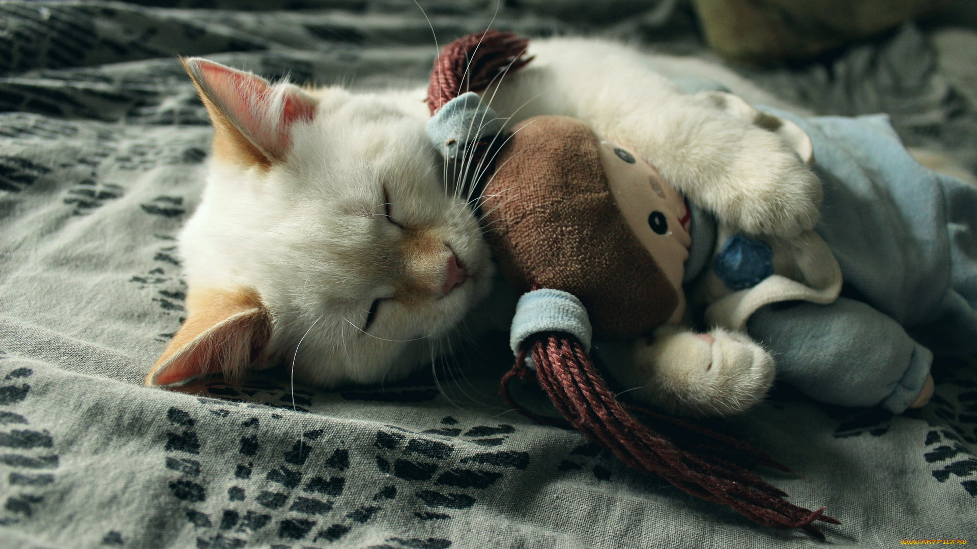 животные, коты, игрушка, котенок