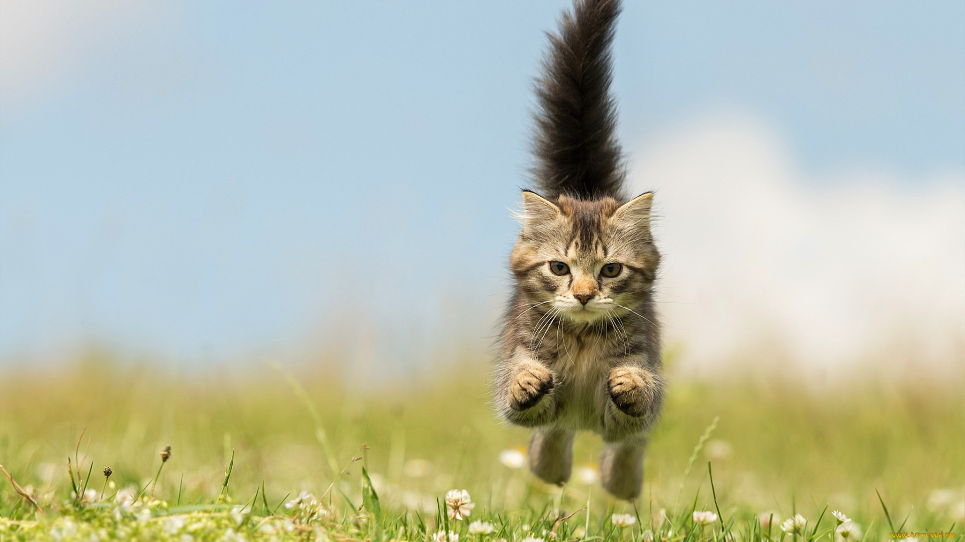 животные, коты, лапы, трава, лето, зелень, мордочка, хвост, боке, прыжок, котёнок, цветы