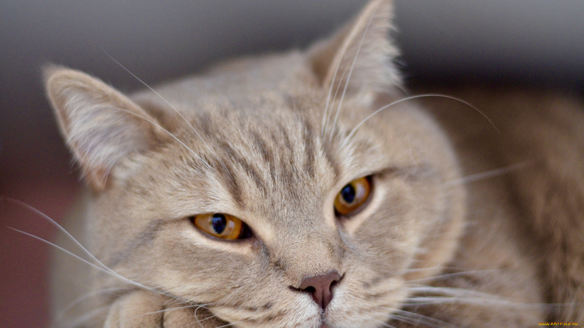 животные, коты, взгляд, кот, усы