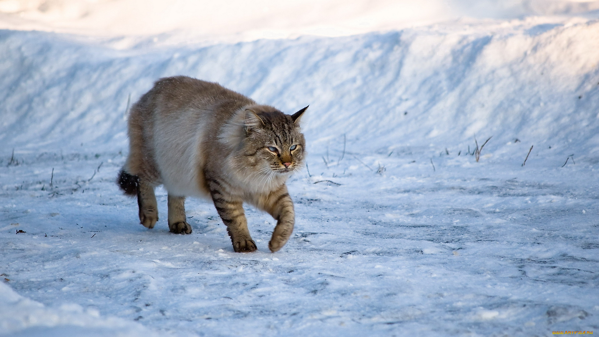 животные, коты, зима, кот, снег
