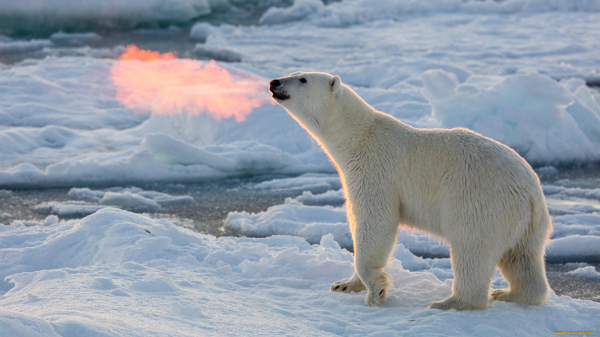 животные, медведи, полынья, лед, полярный, белый, медведь