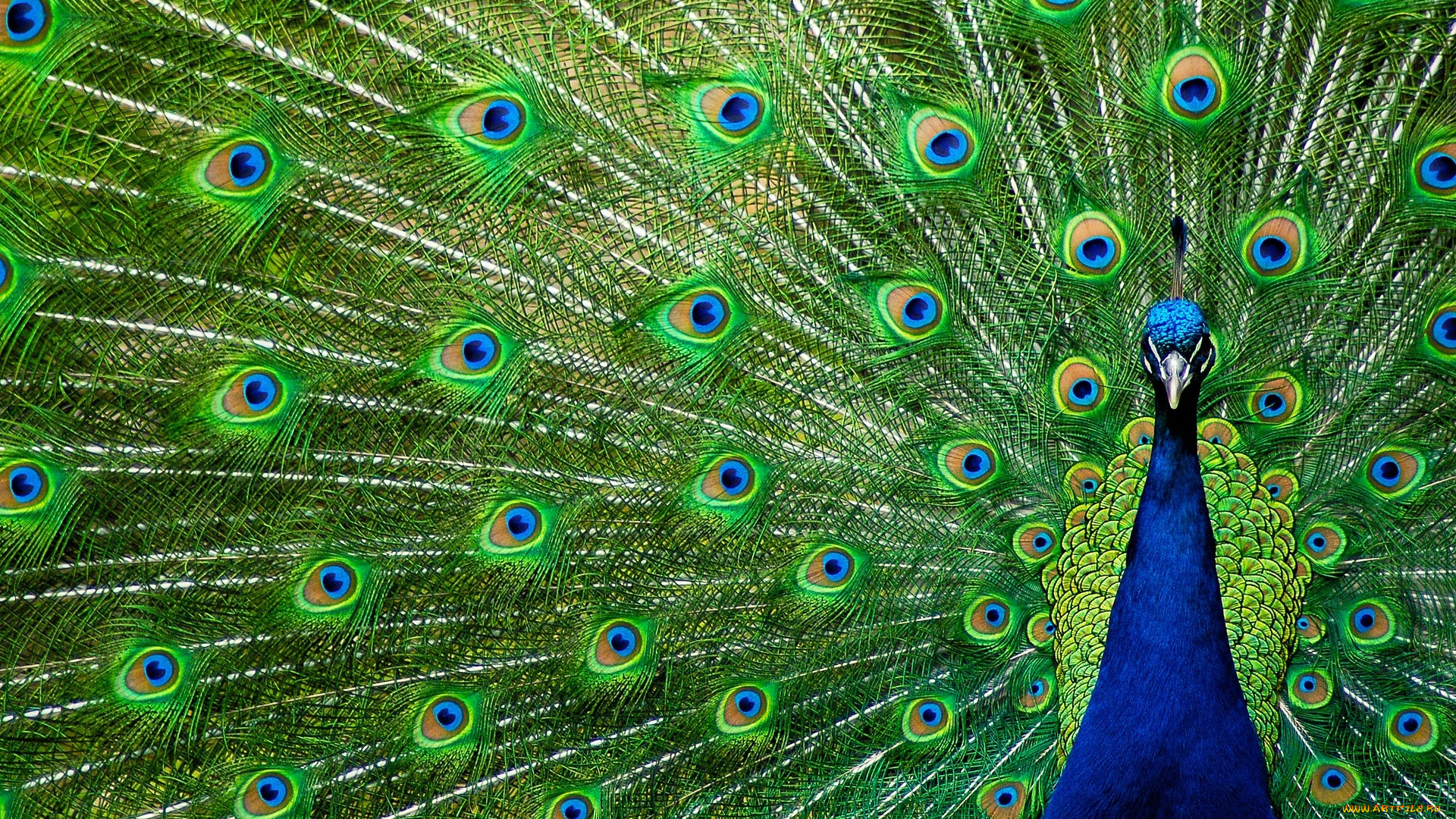 животные, павлины, хвост, павлин